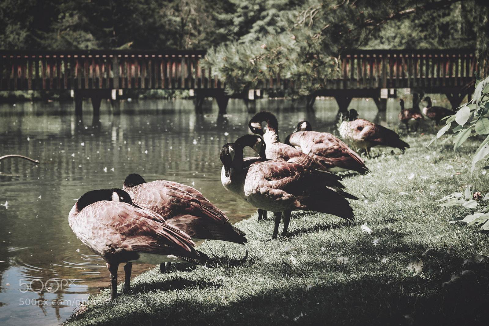 Canon EOS 750D (EOS Rebel T6i / EOS Kiss X8i) sample photo. Ducks by the pond. photography