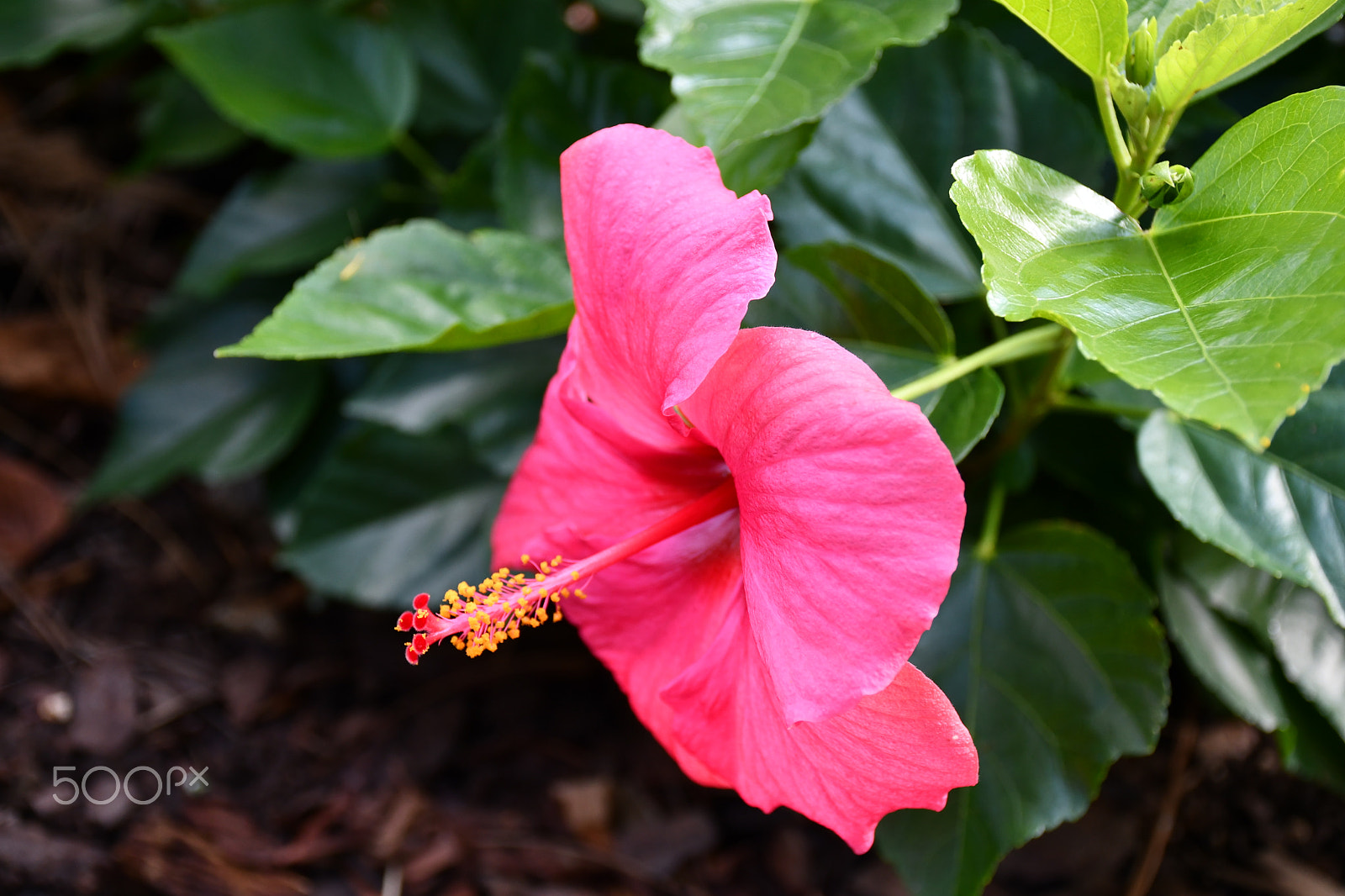Nikon D7500 sample photo. Hibiscus photography
