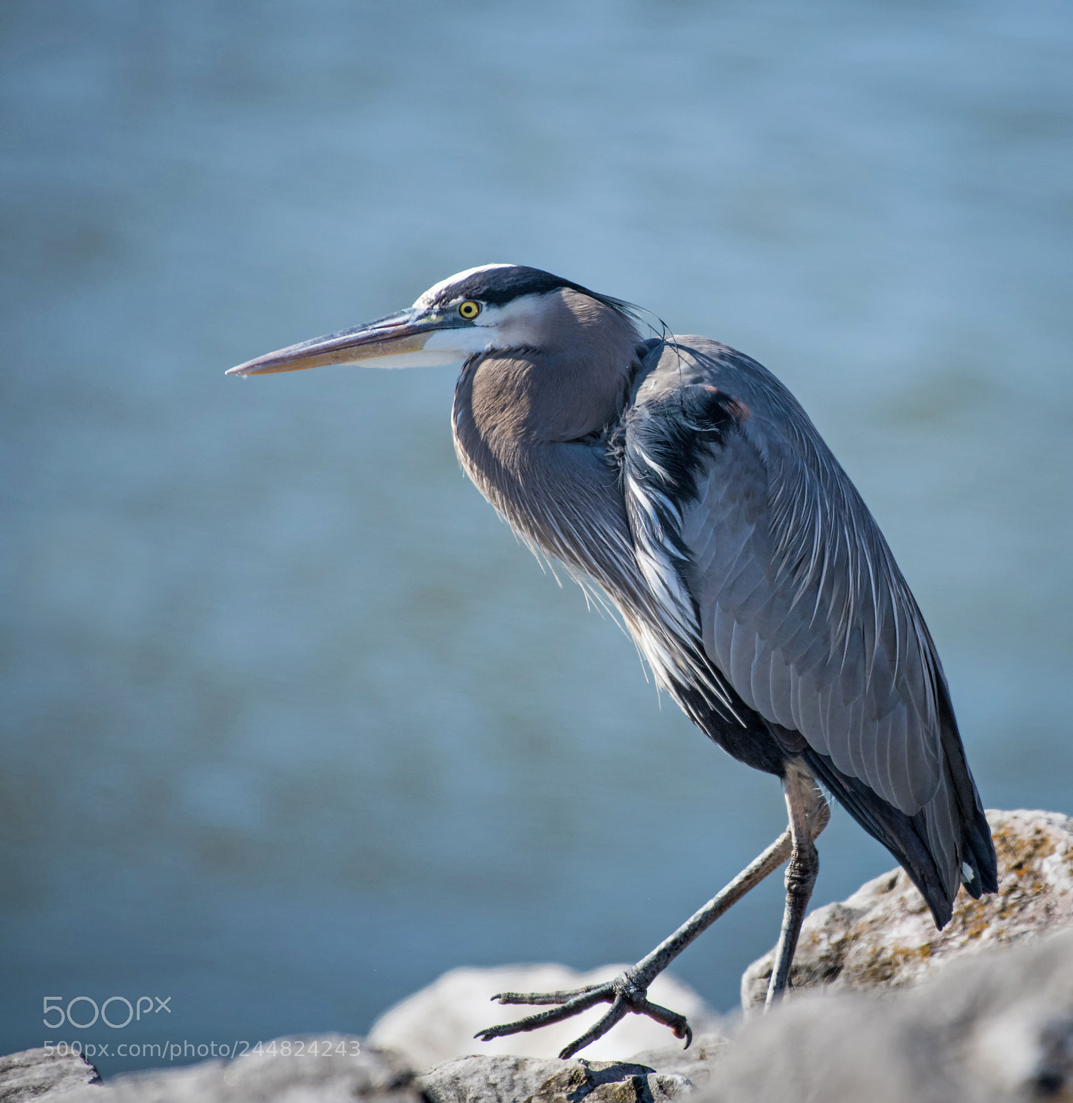 Nikon D850 sample photo. Great blue herron photography