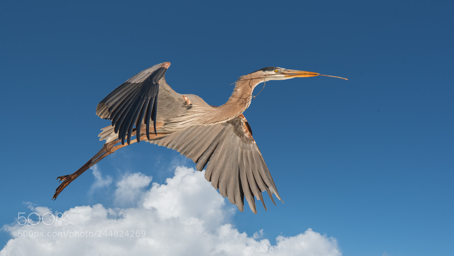 Nikon D500 sample photo. Great blue heron in photography