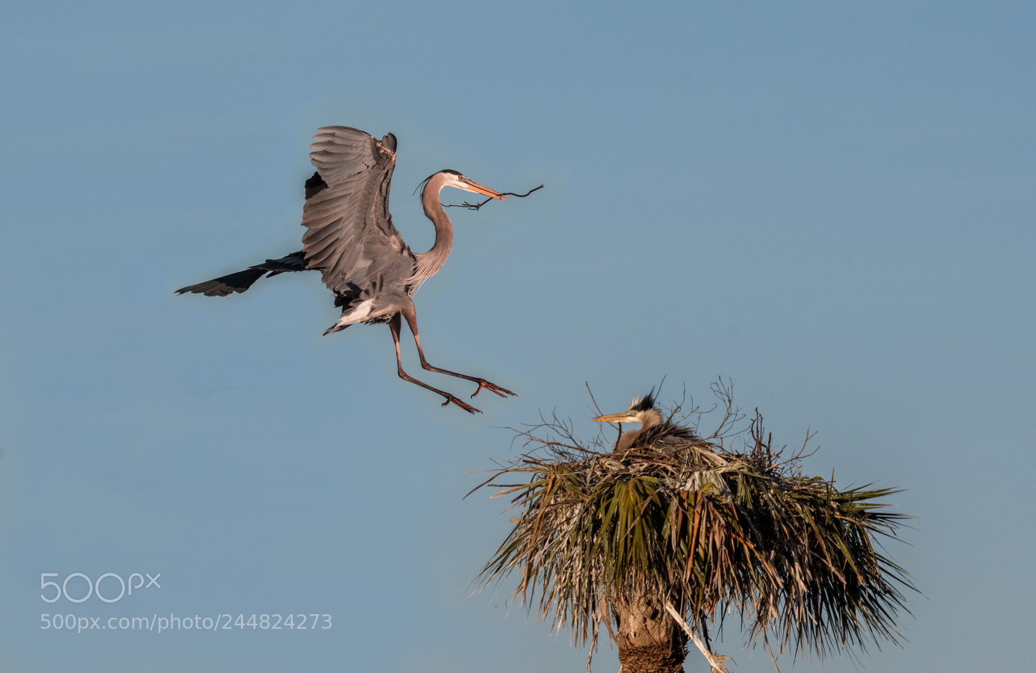 Nikon D500 sample photo. Great blue heron in photography