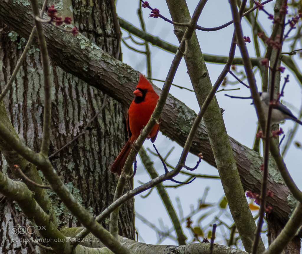 Nikon D3400 sample photo. Northern cardinal photography
