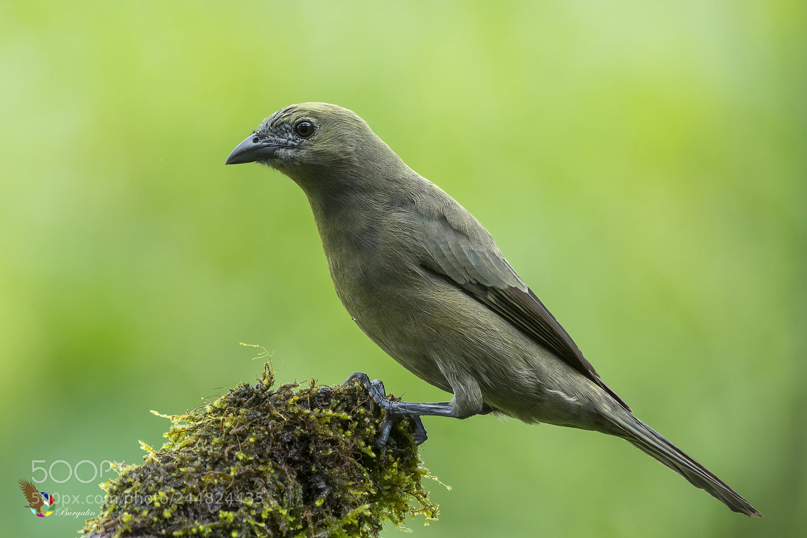 Nikon D7100 sample photo. Palm tanager photography