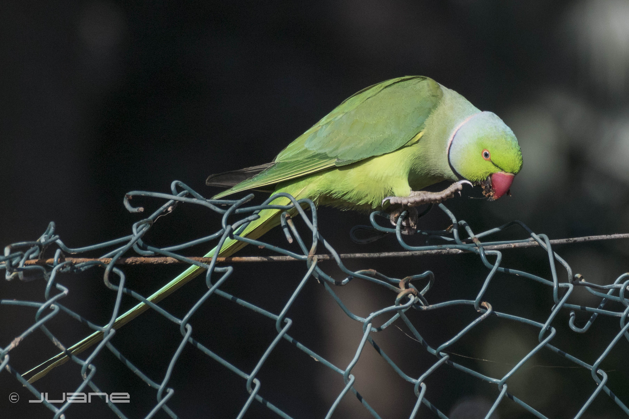 Nikon 1 V3 sample photo. Cotorra de kramer (psittacula krameri) photography