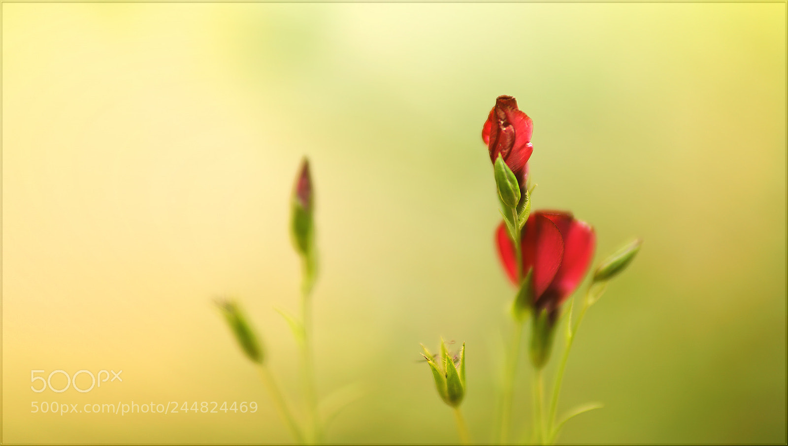 Sony a7R II sample photo. Aus dem nichts ... photography