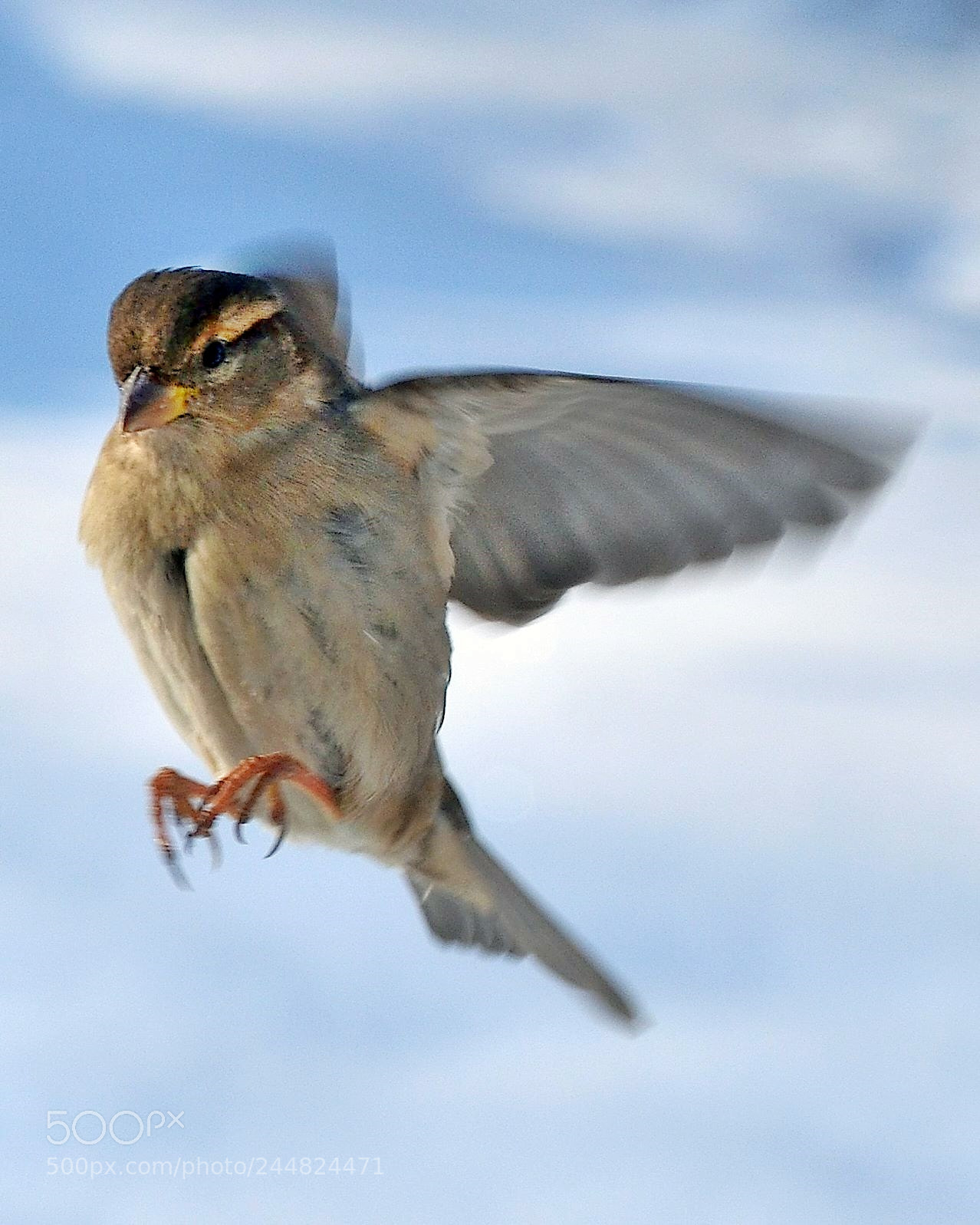 Nikon D5100 sample photo. Sparrow in flight photography
