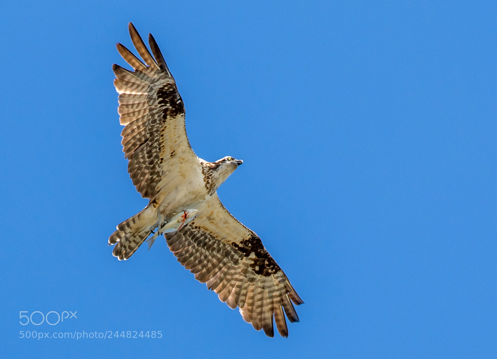 Canon EOS 7D Mark II sample photo. Osprey with fish photography