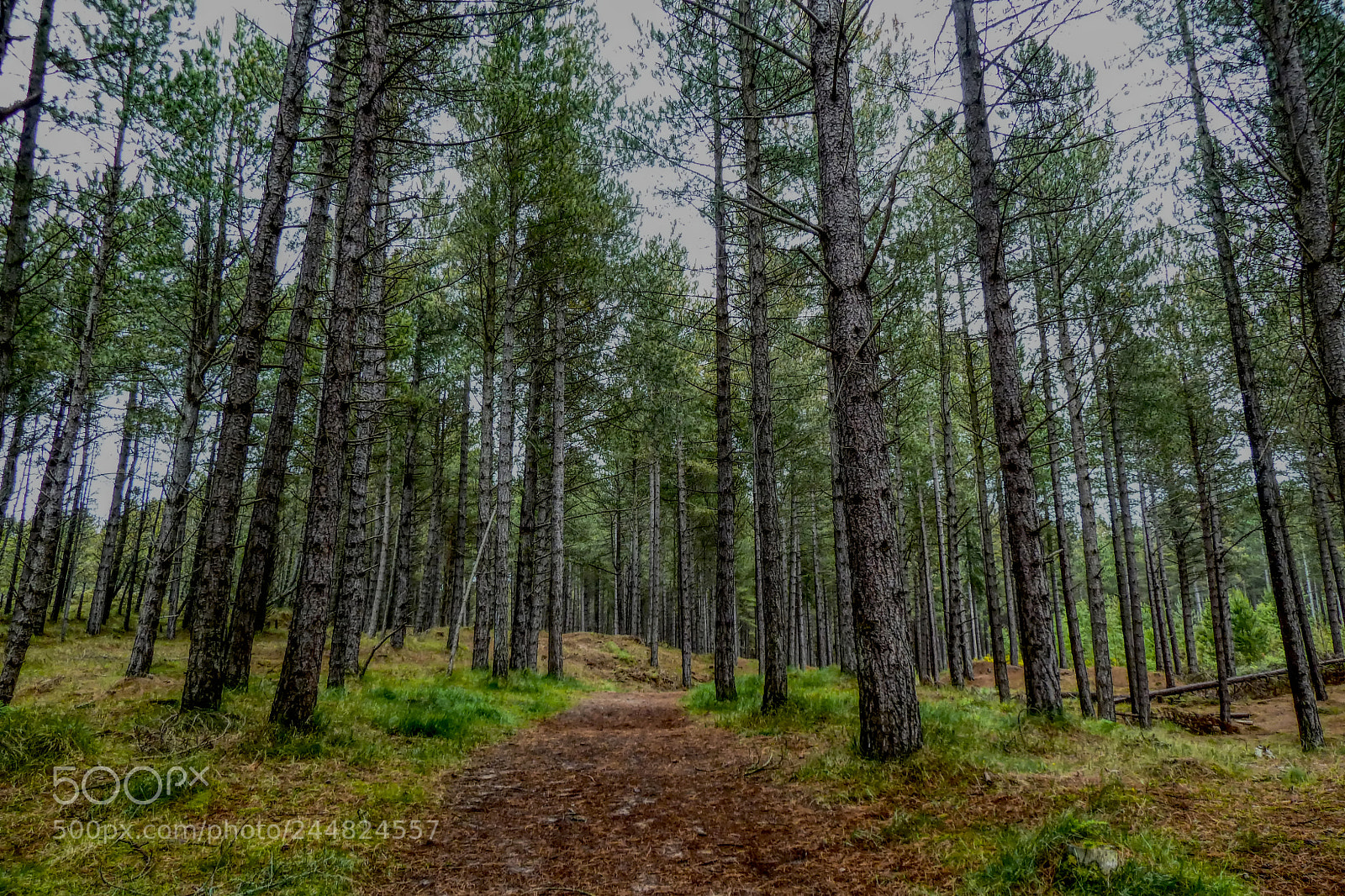 Panasonic Lumix DMC-ZS5 (Lumix DMC-TZ8) sample photo. Rothiemurchus/glenmore walk photography