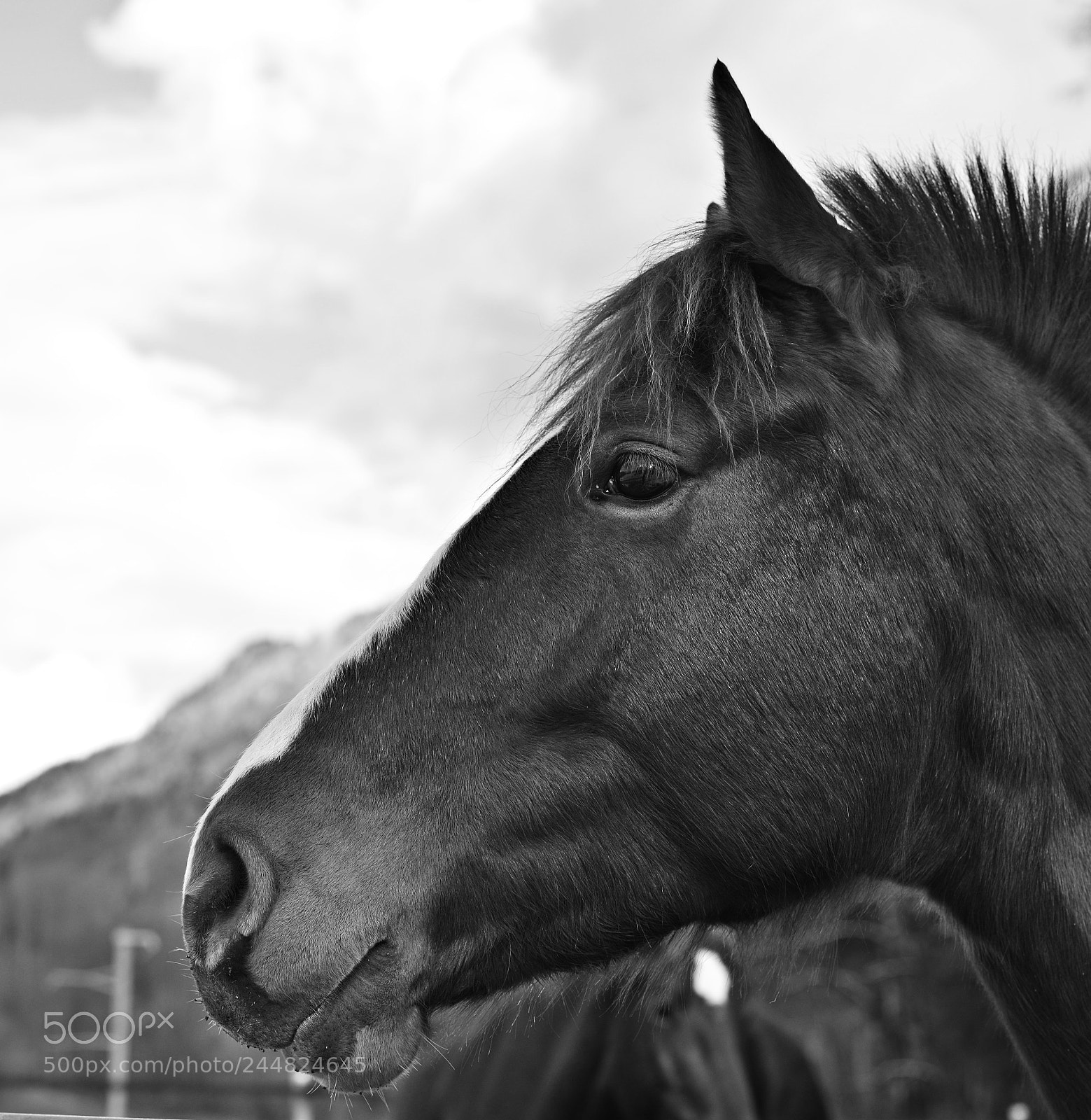 Nikon D800 sample photo. Cavalob&w photography