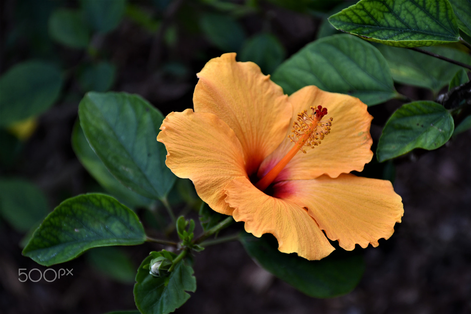 Nikon D7500 sample photo. Yellow hibiscus photography