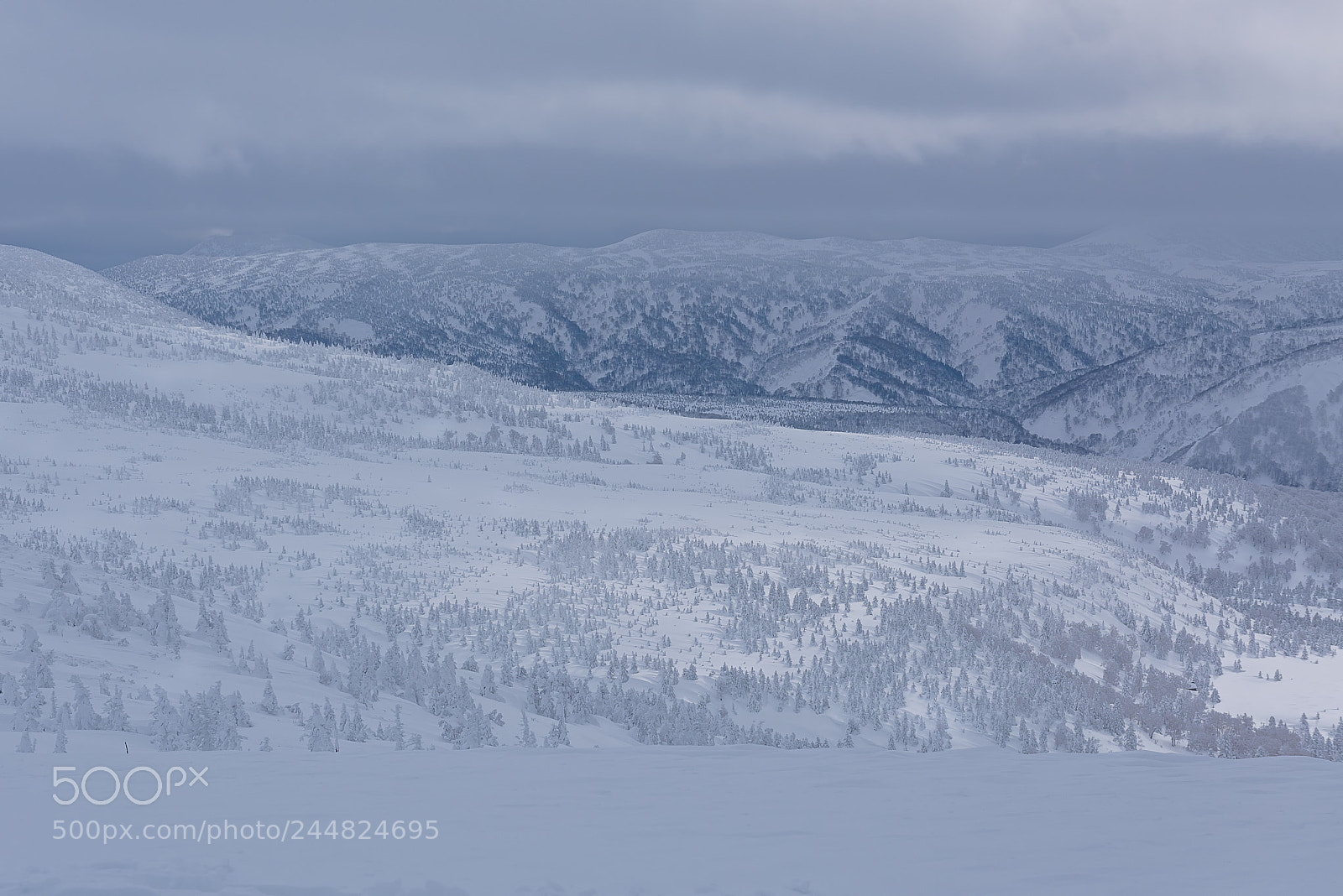 Nikon D810 sample photo. White world photography