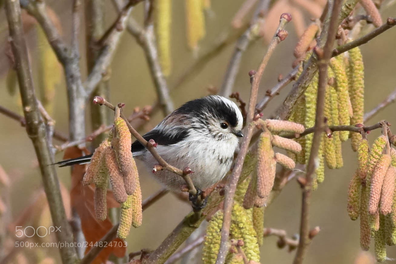 Nikon D7200 sample photo. Long tailed tit photography