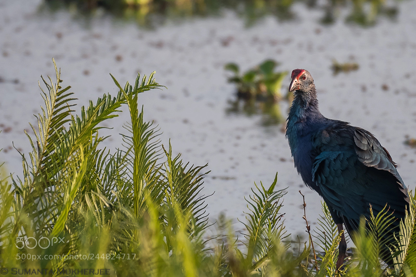 Nikon D810 sample photo. Purple moorhen photography