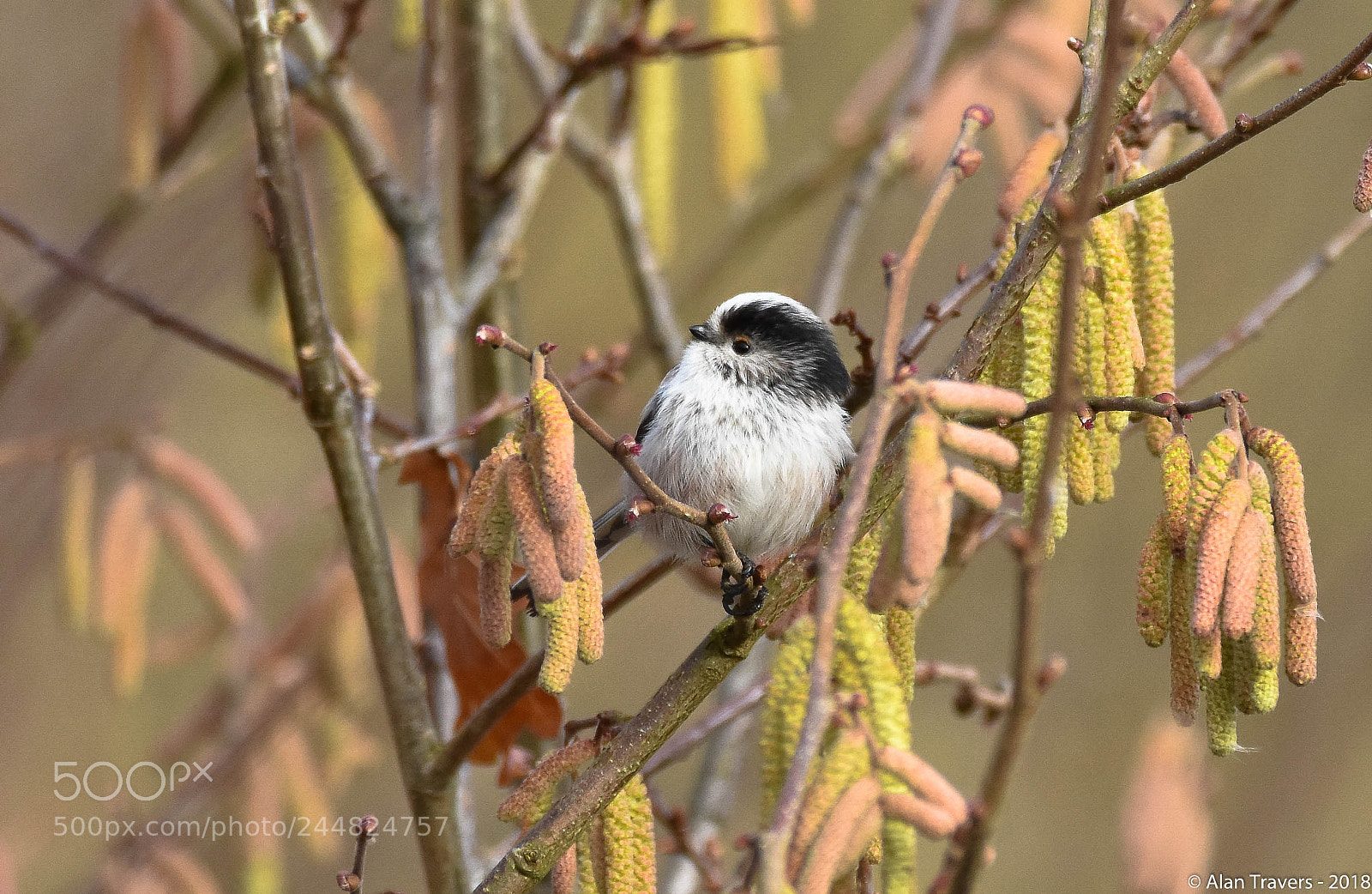 Nikon D7200 sample photo. Long tailed tit photography