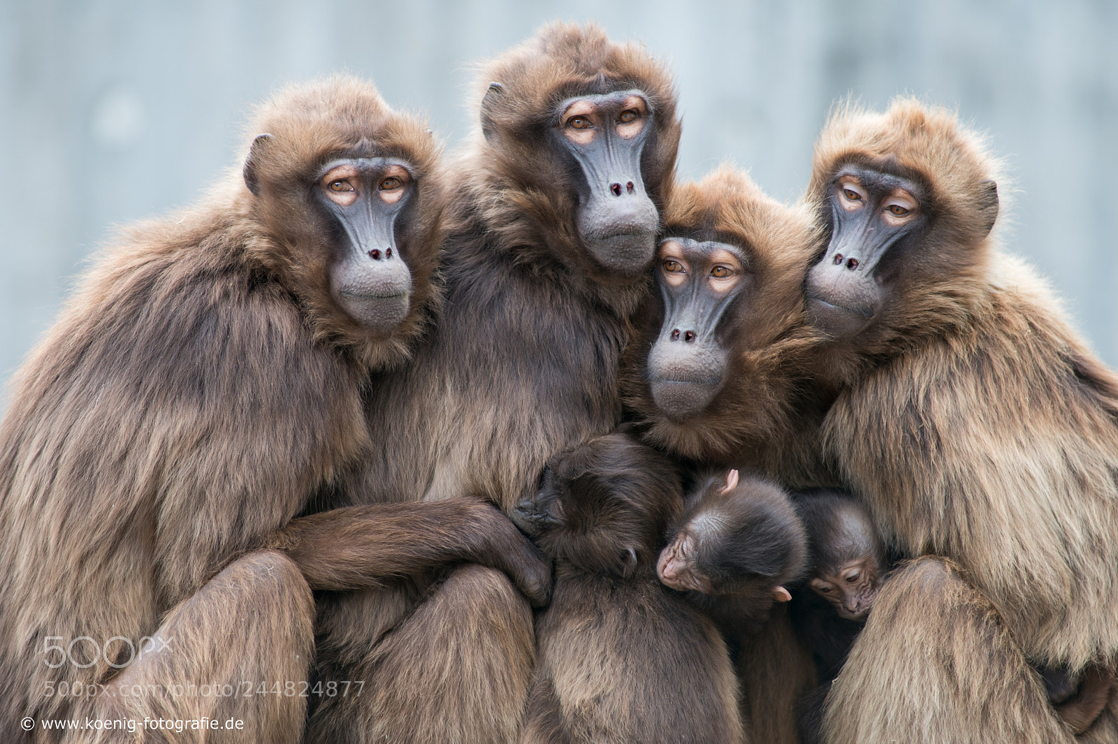 Nikon D800 sample photo. Monkey family photography