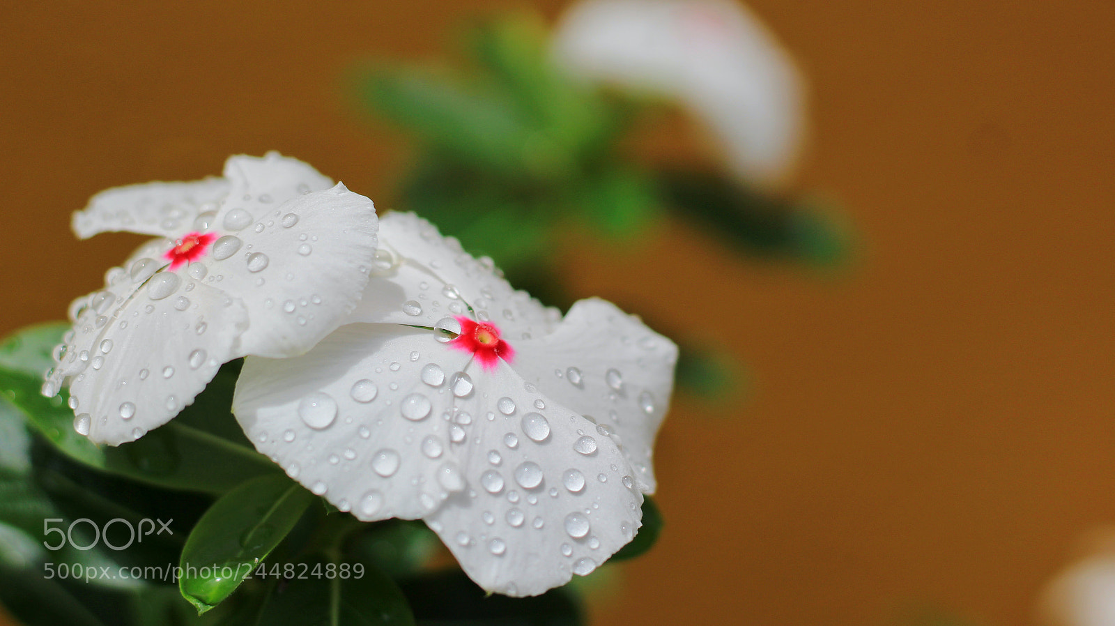 Canon EOS 1200D (EOS Rebel T5 / EOS Kiss X70 / EOS Hi) sample photo. Untitled photography