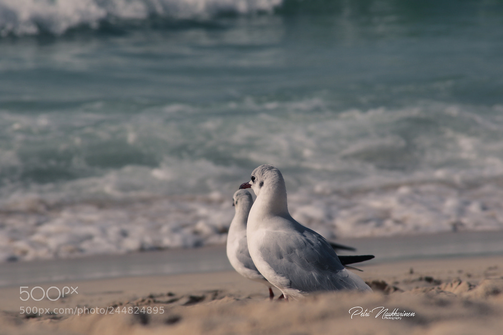 Canon EOS 7D Mark II sample photo. Enjoy the beach photography