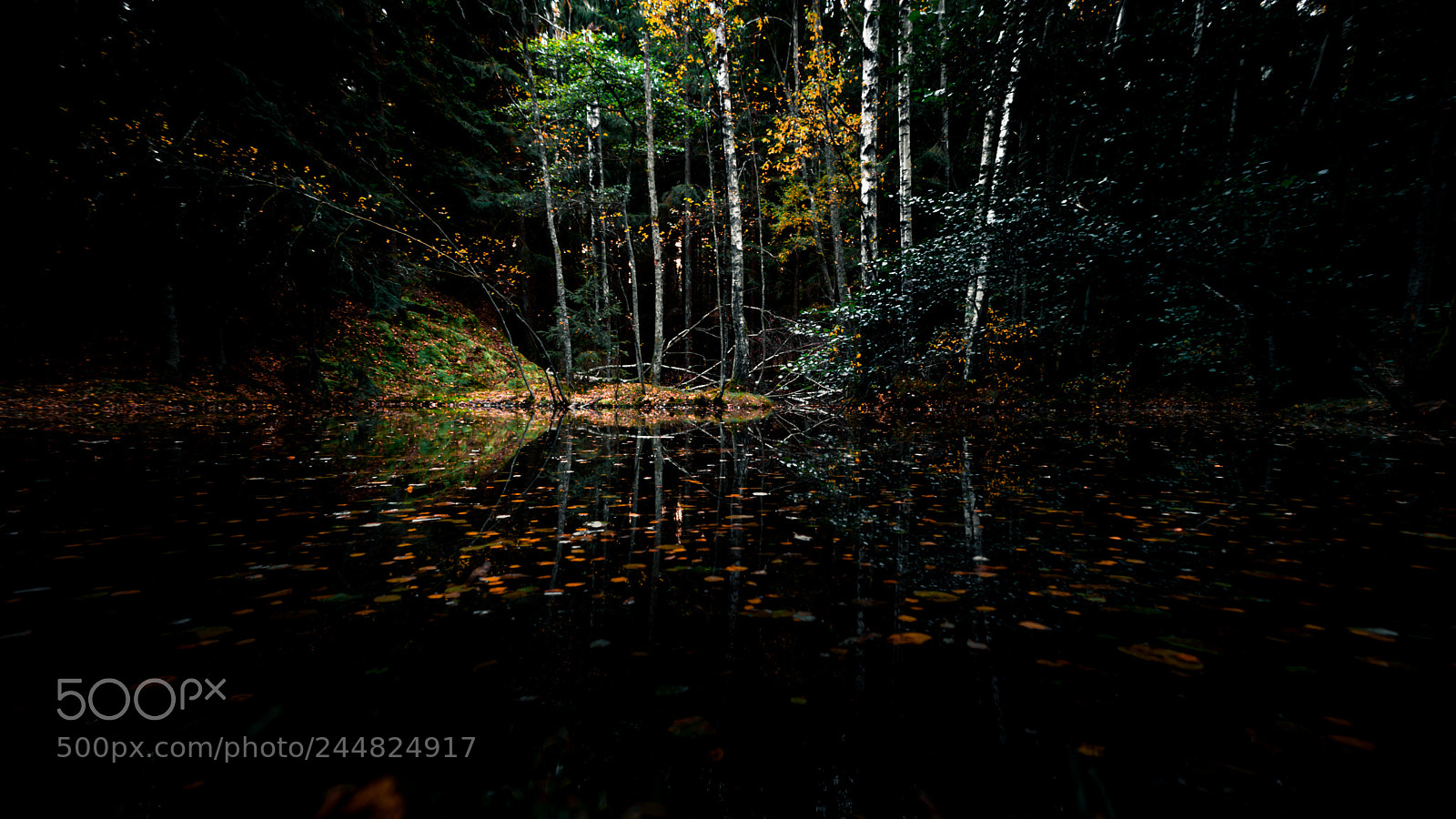 Sony SLT-A68 sample photo. Moody woods photography