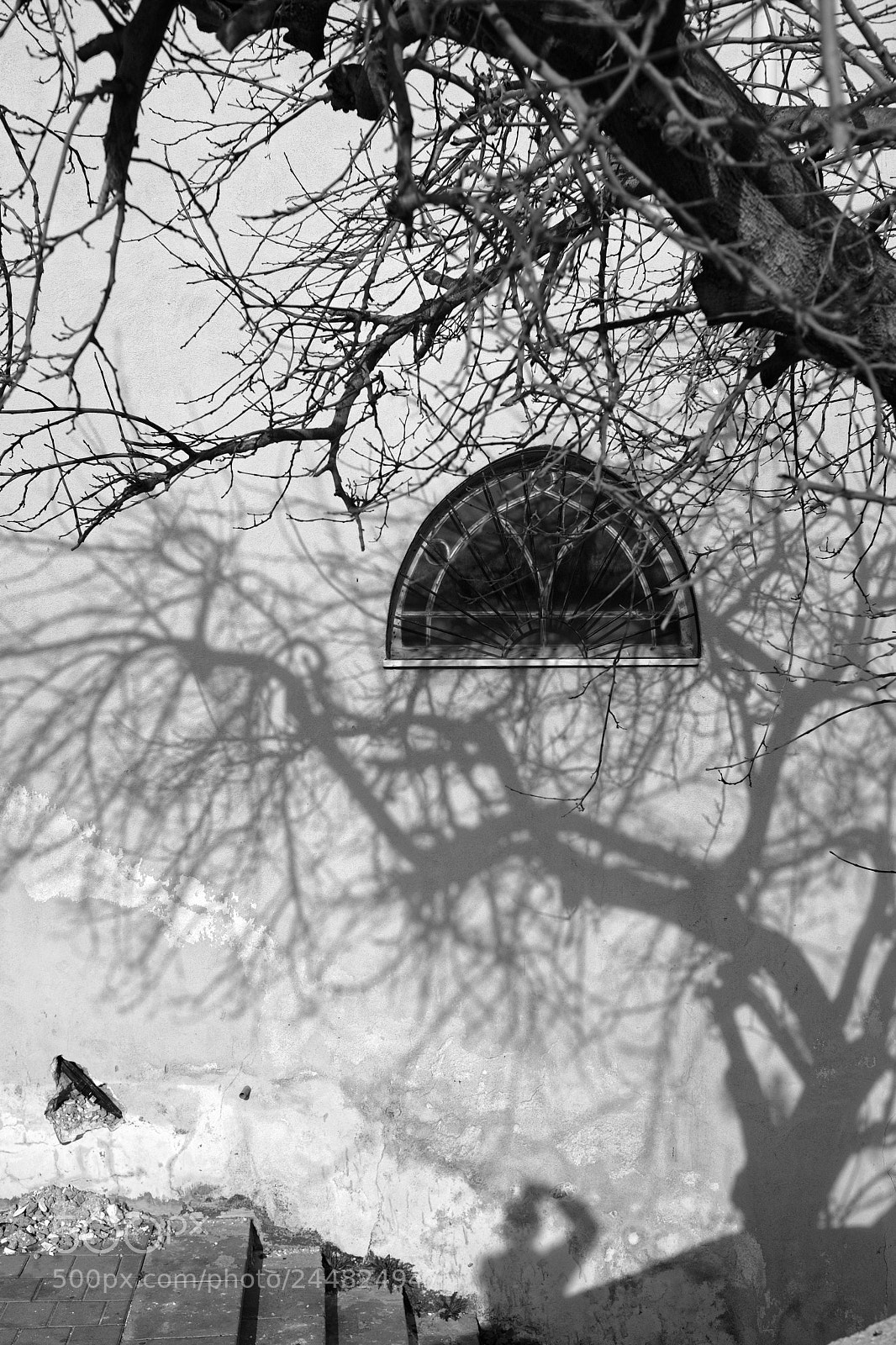 Fujifilm X100F sample photo. Tree photography
