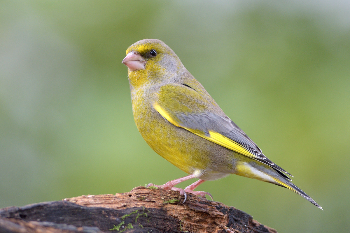 Nikon D7200 + Nikon AF-S Nikkor 300mm F4D ED-IF sample photo. Greenfinch photography