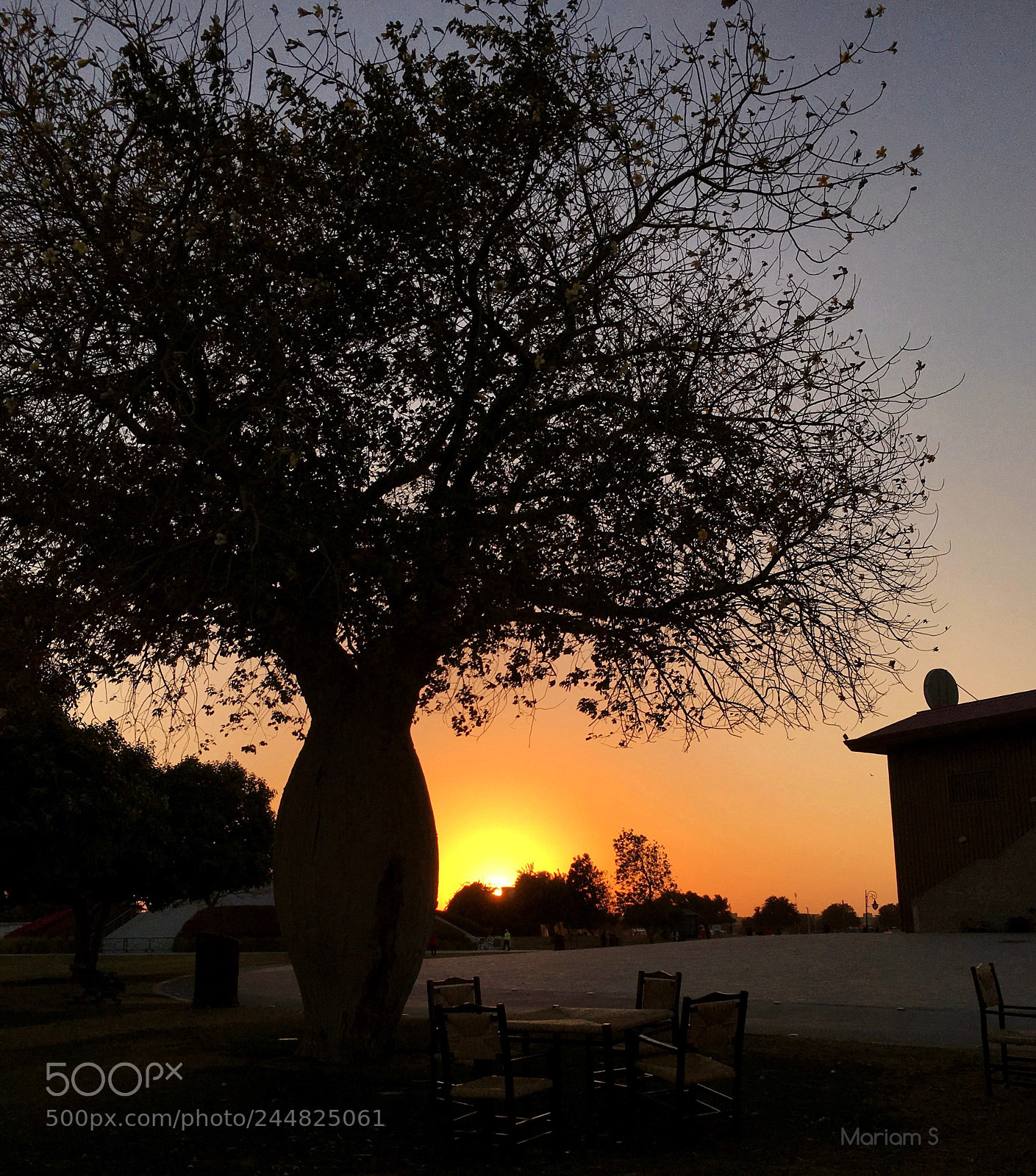 Apple iPhone 6s sample photo. Tree photography