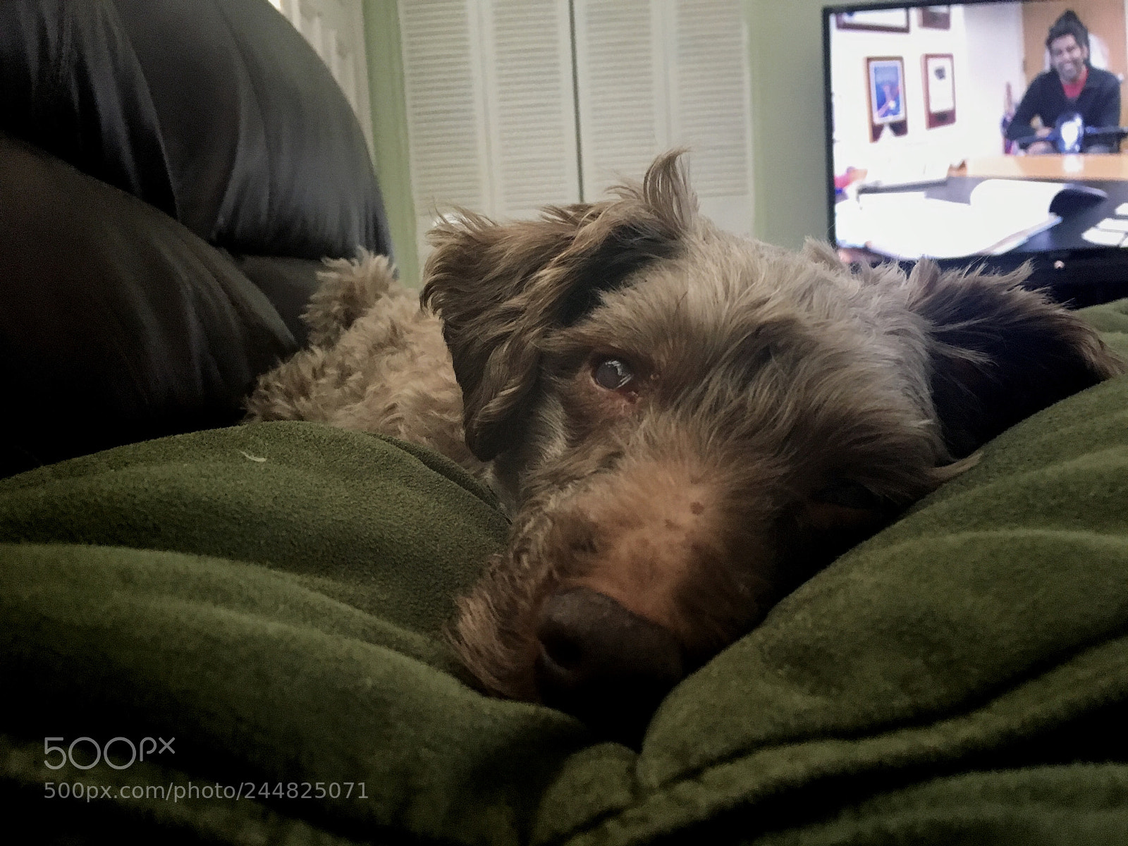 Apple iPhone 6s sample photo. Buster. windsor, on. photography
