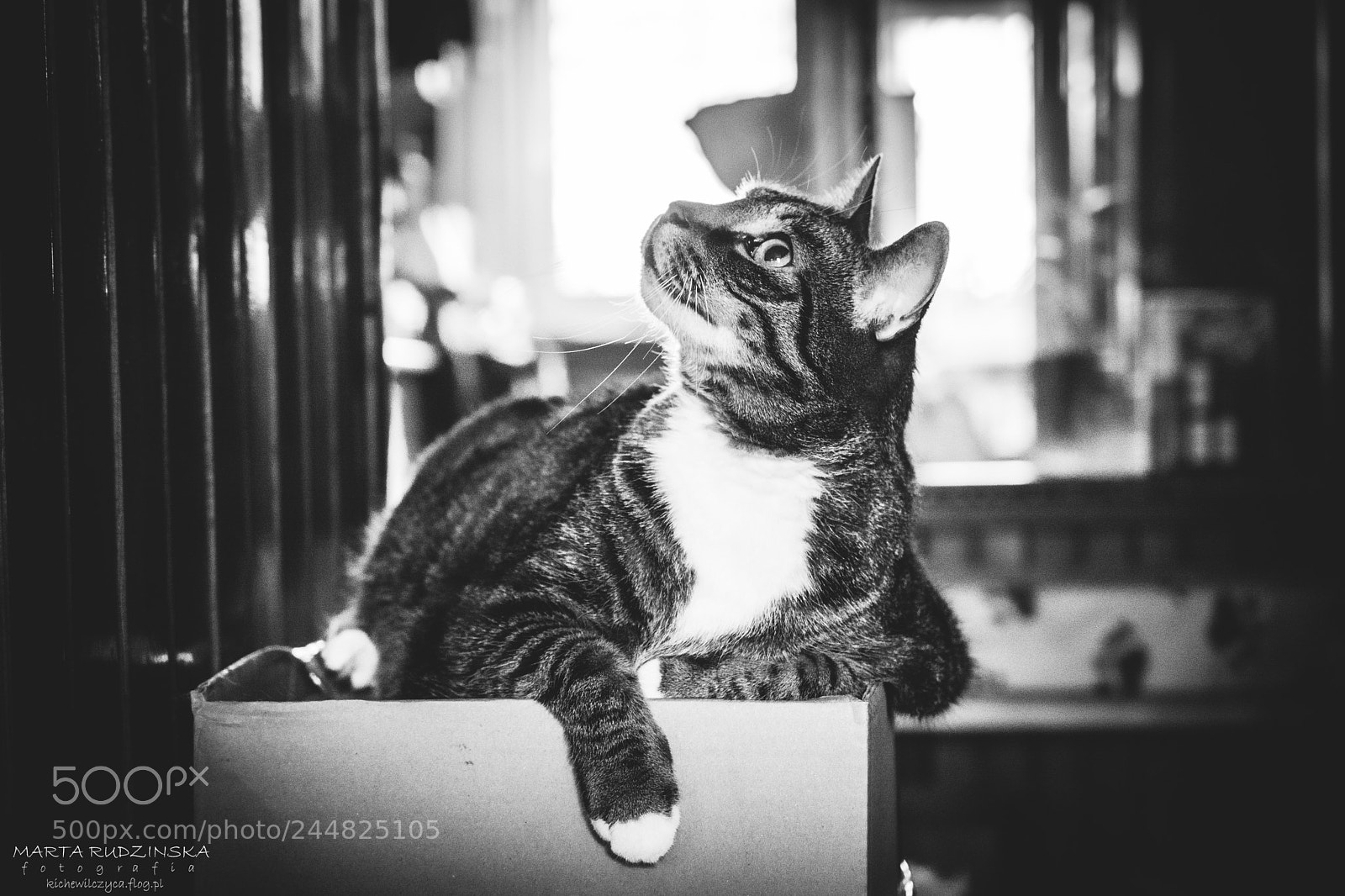Nikon D7100 sample photo. In bw photography