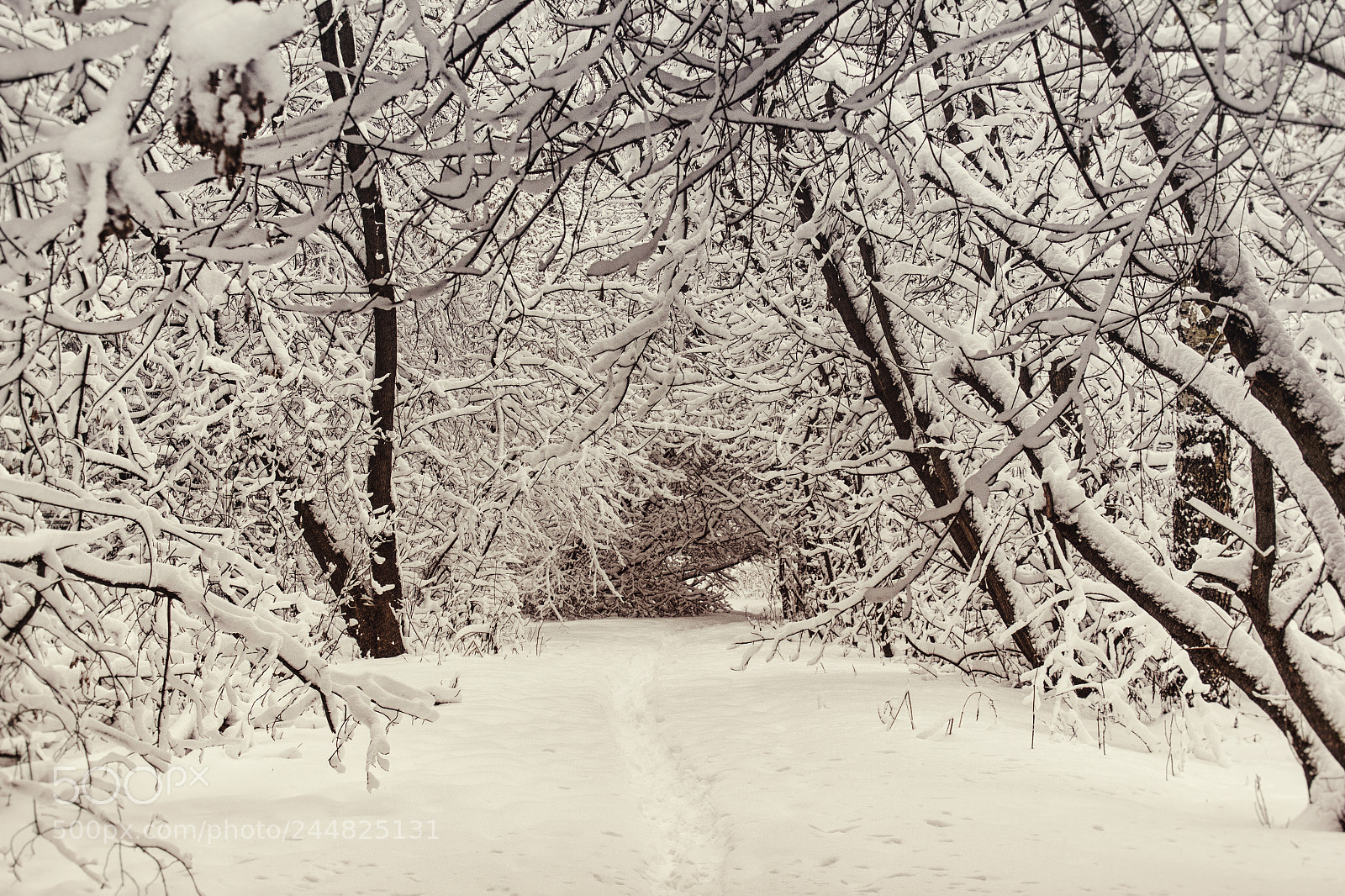 Canon EOS 550D (EOS Rebel T2i / EOS Kiss X4) sample photo. Winter fairy tale photography