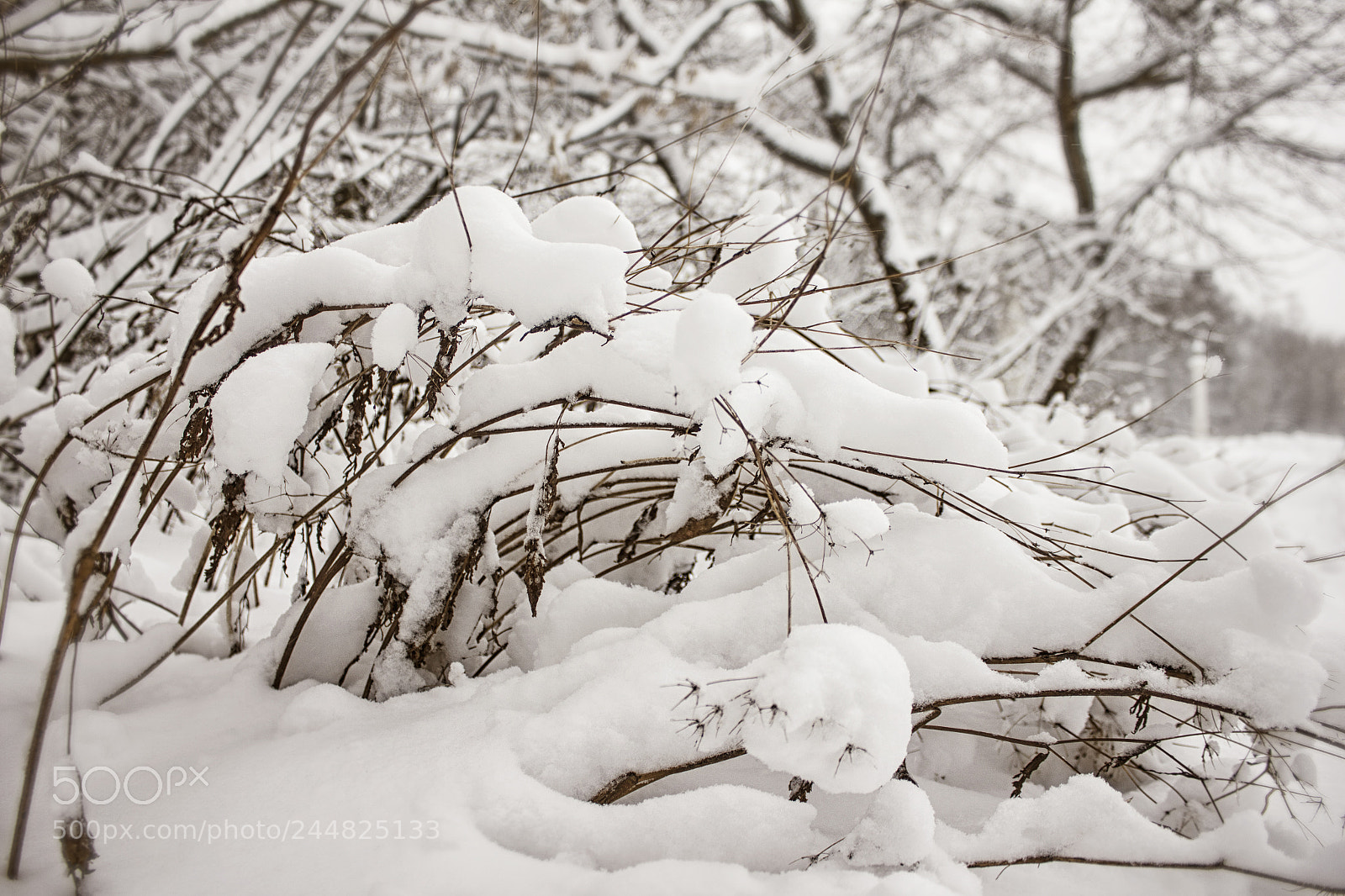 Canon EOS 550D (EOS Rebel T2i / EOS Kiss X4) sample photo. Winter fairy tale photography