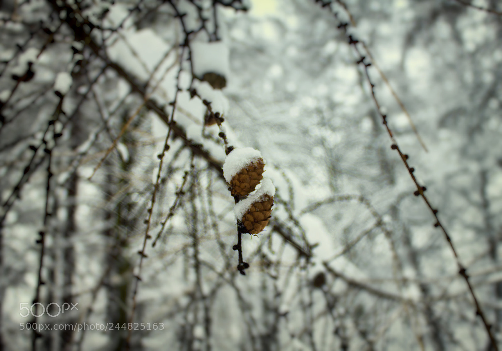 Canon EOS 550D (EOS Rebel T2i / EOS Kiss X4) sample photo. Winter fairy tale photography