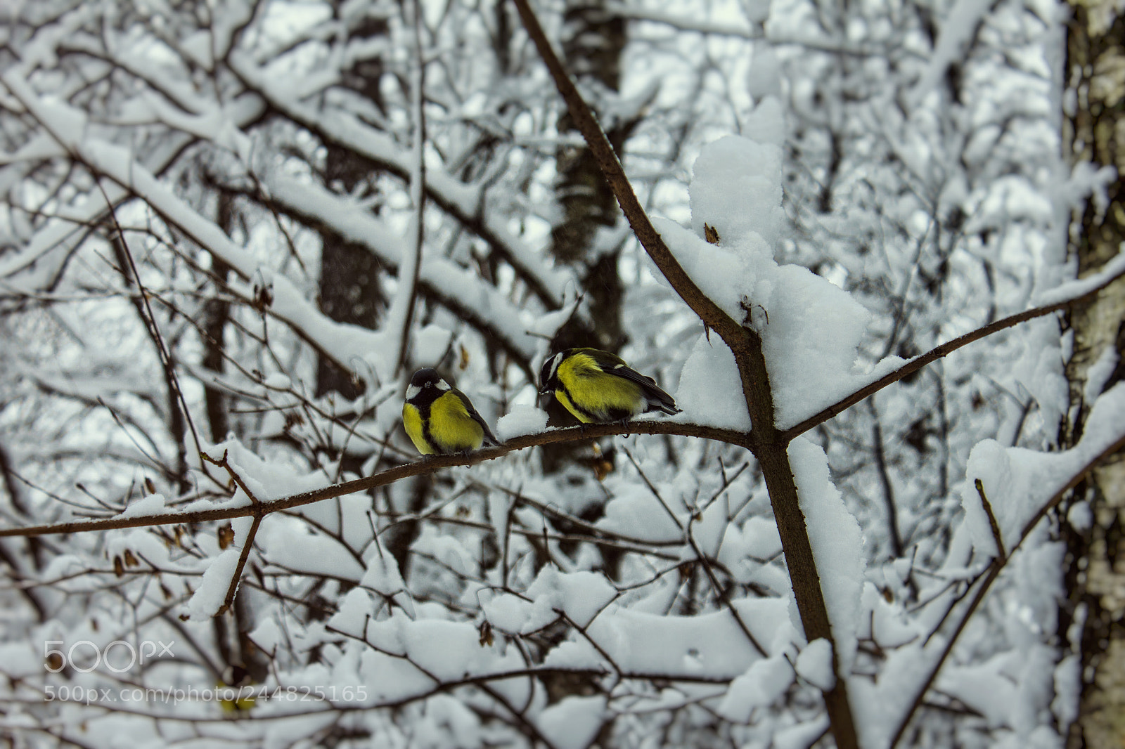 Canon EOS 550D (EOS Rebel T2i / EOS Kiss X4) sample photo. Winter fairy tale photography