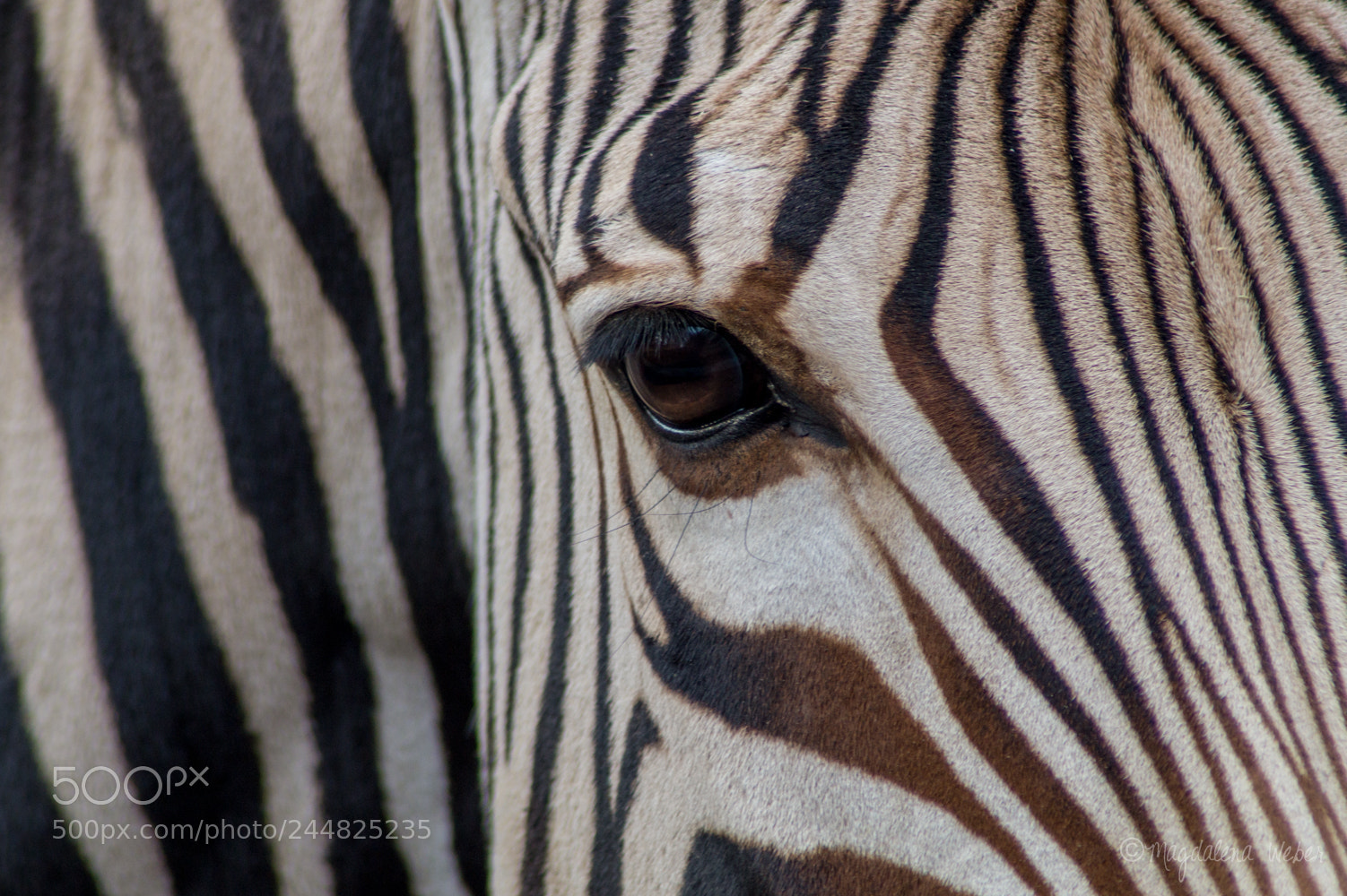 Sony SLT-A58 sample photo. Stripes and details photography