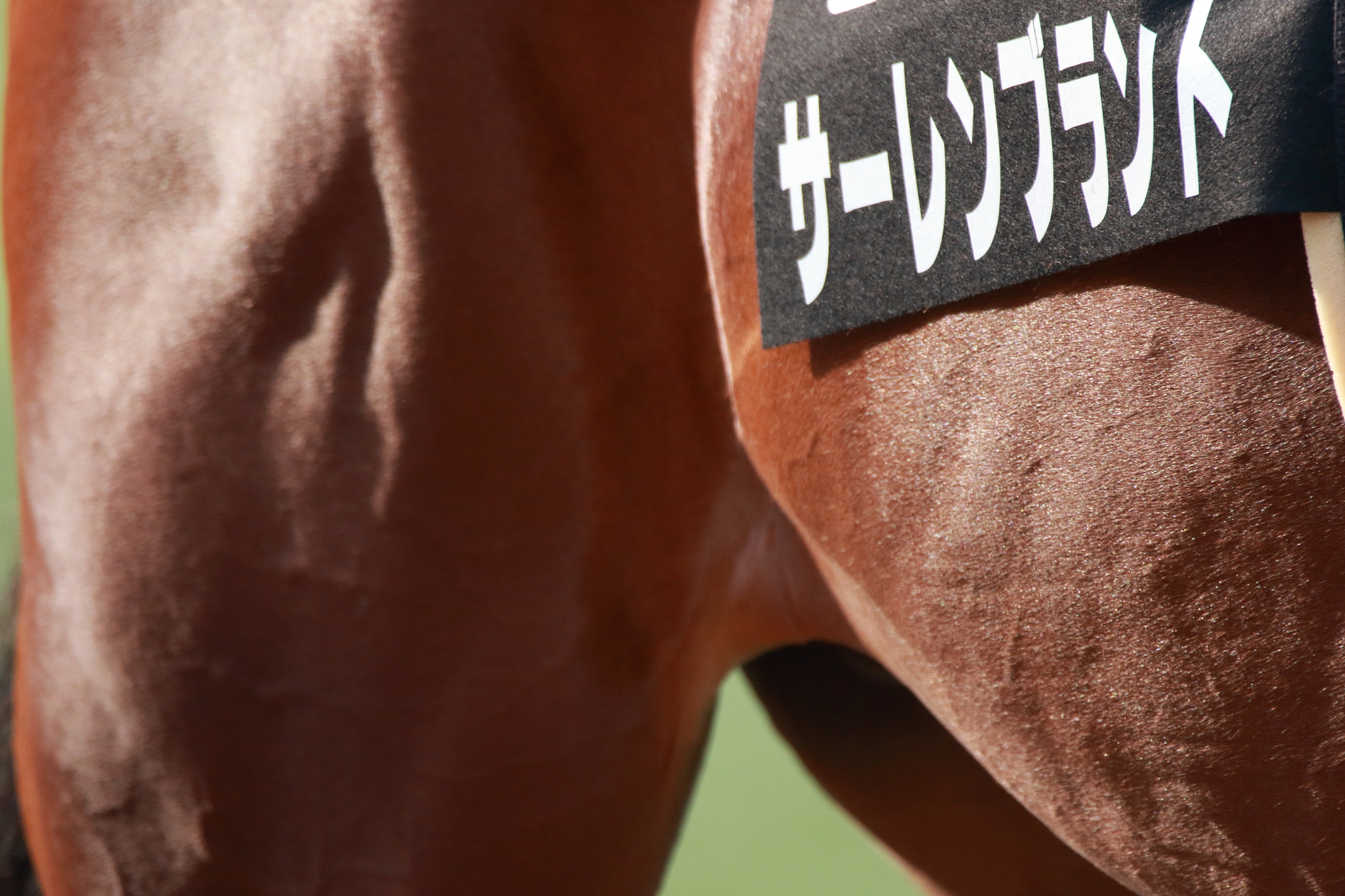 Sigma 150-600mm F5-6.3 DG OS HSM | C sample photo. Race horse photography