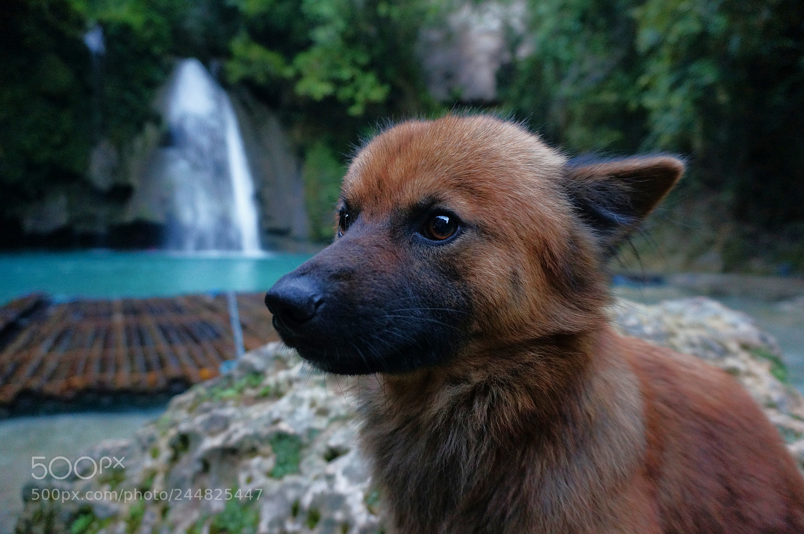 Sony Alpha NEX-5T sample photo. Pup photography