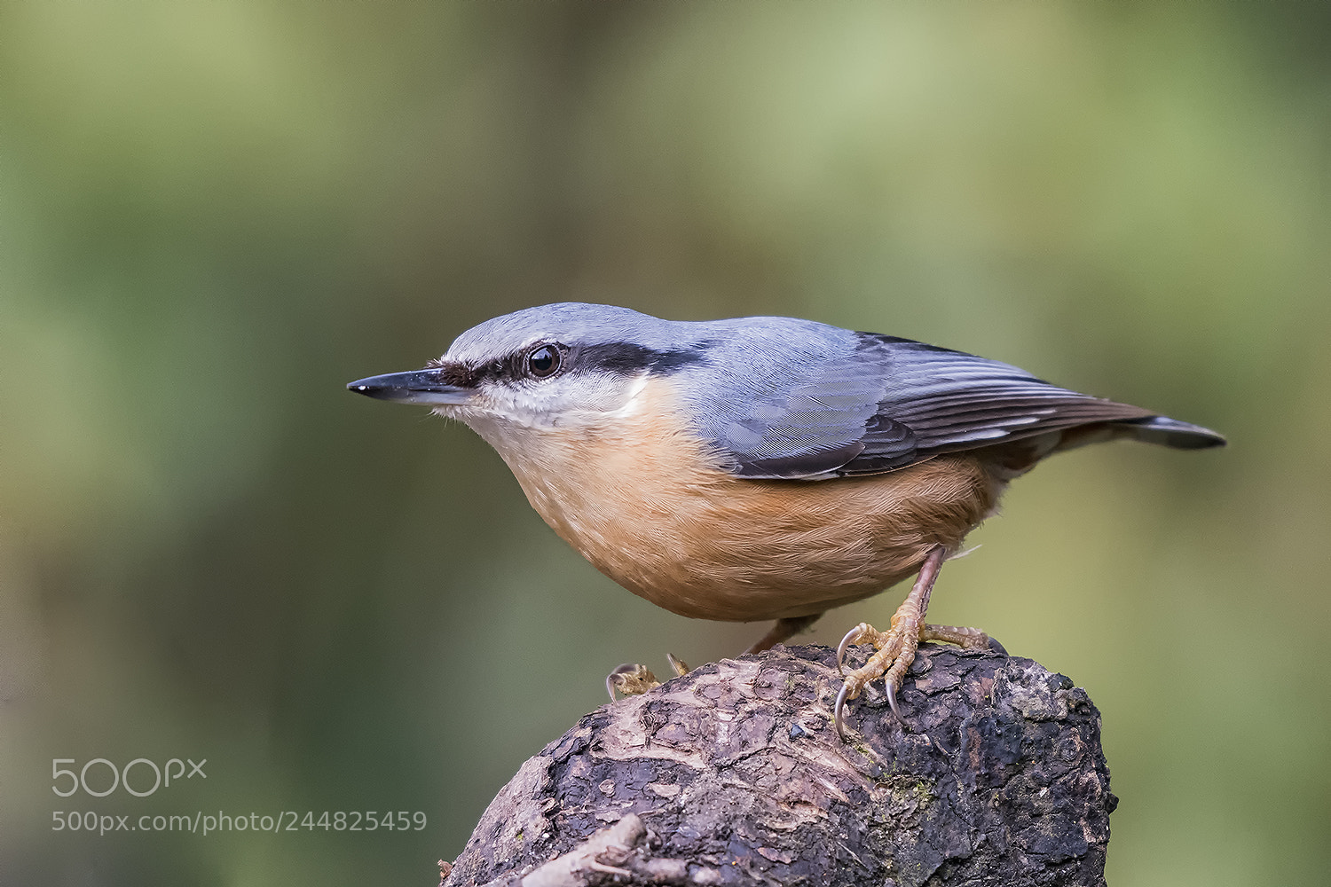 Nikon D500 sample photo. Nuthatch photography