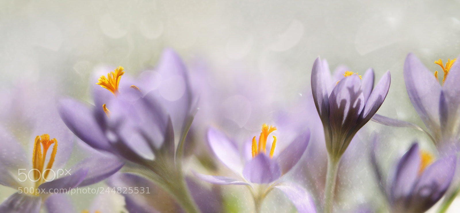 Nikon D600 sample photo. Spring flowers photography