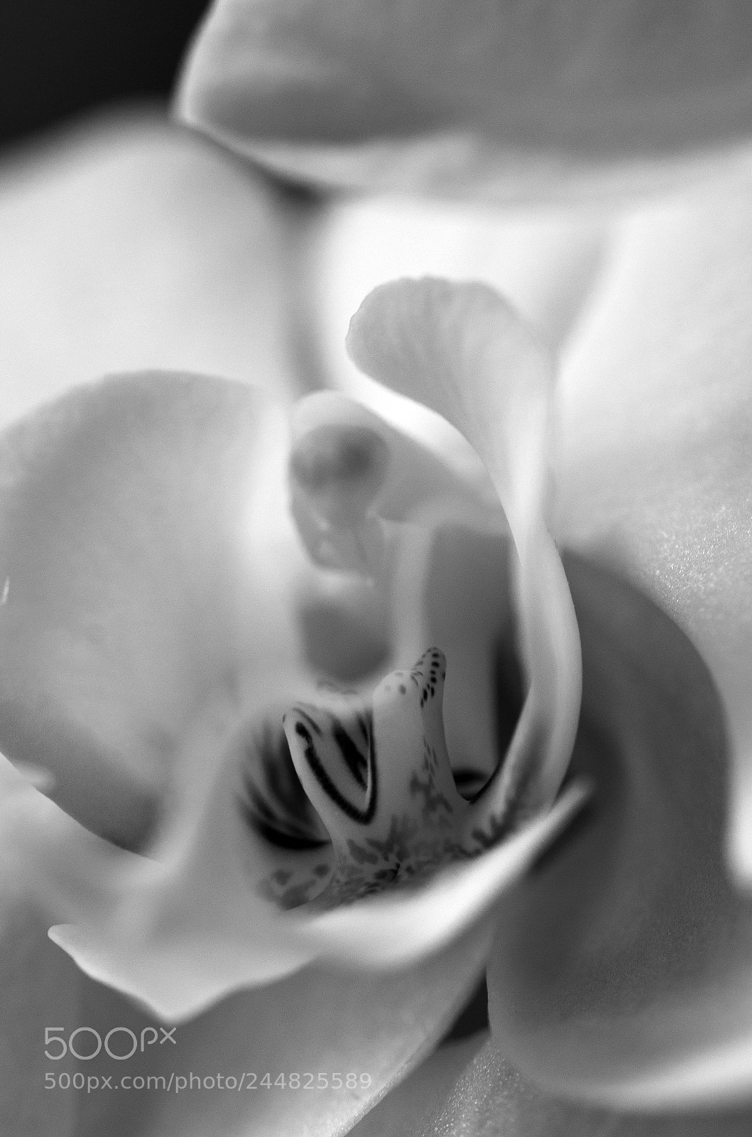 Nikon D7000 sample photo. Orchidée photography