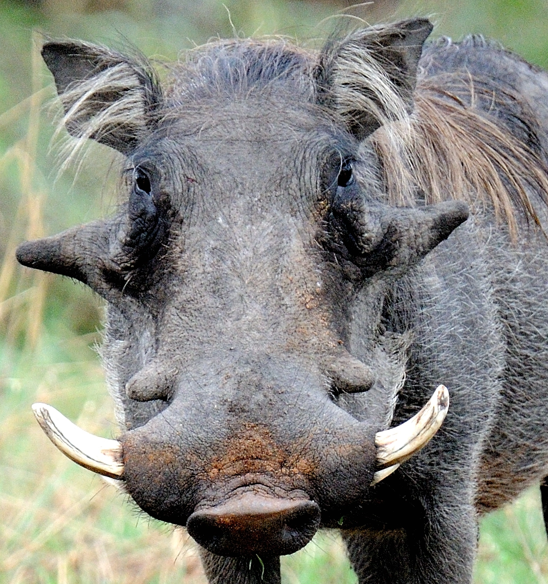 Nikon D300 sample photo. Phacochère observed at mahongo in namibia. photography