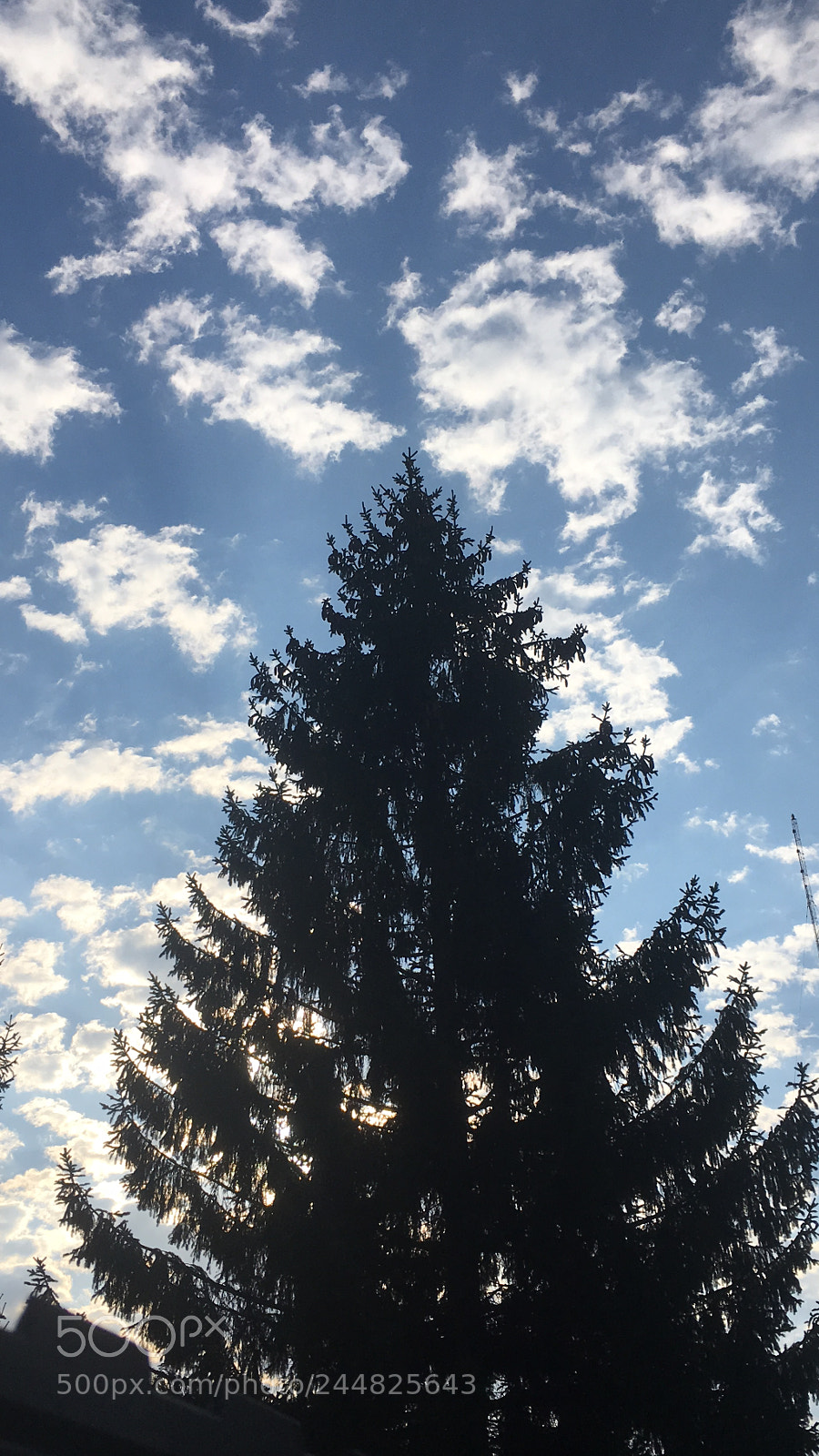 Apple iPhone 6s Plus sample photo. Standing tall... photography