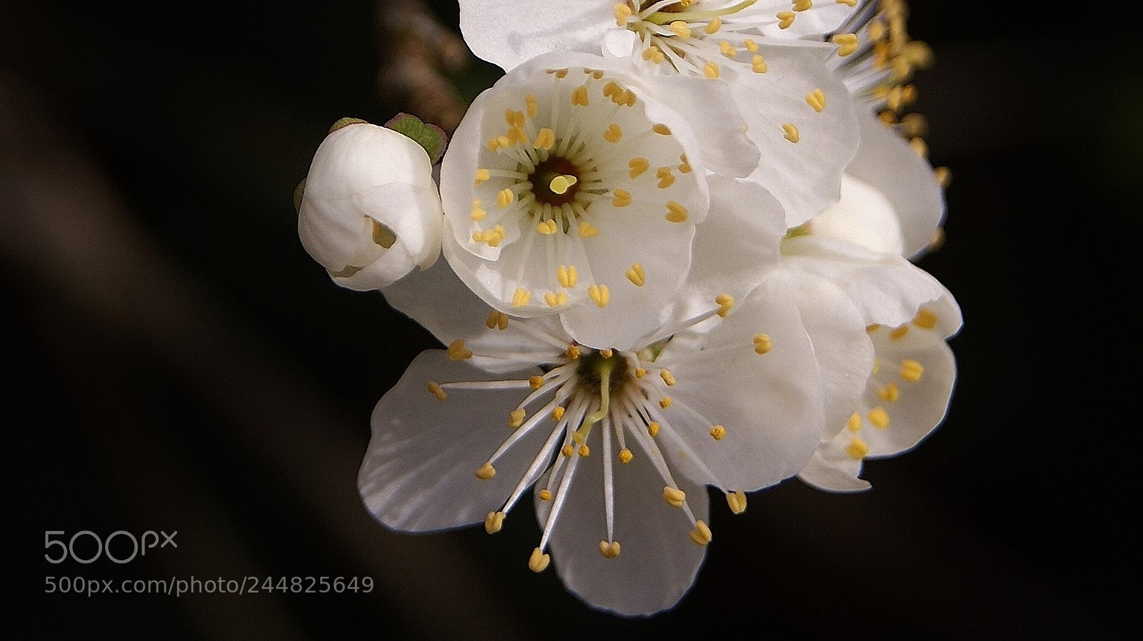 Sony Alpha DSLR-A380 sample photo. Hold this moment ...(52) photography