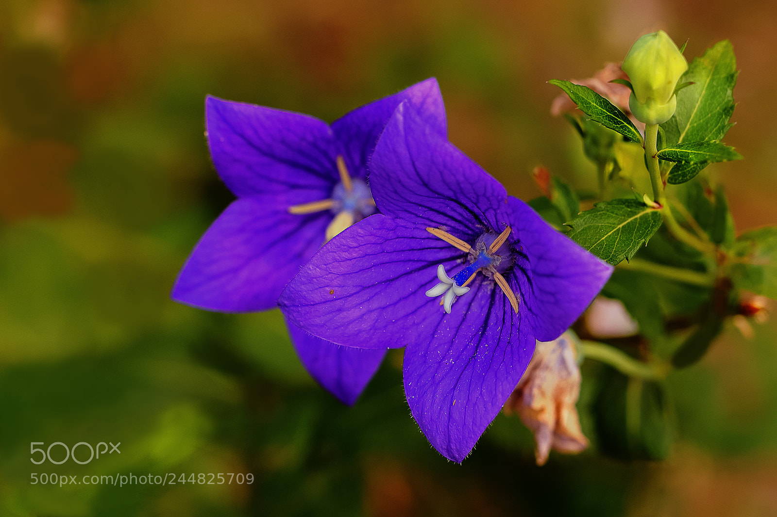 Canon EOS-1D X Mark II sample photo. Untitled photography