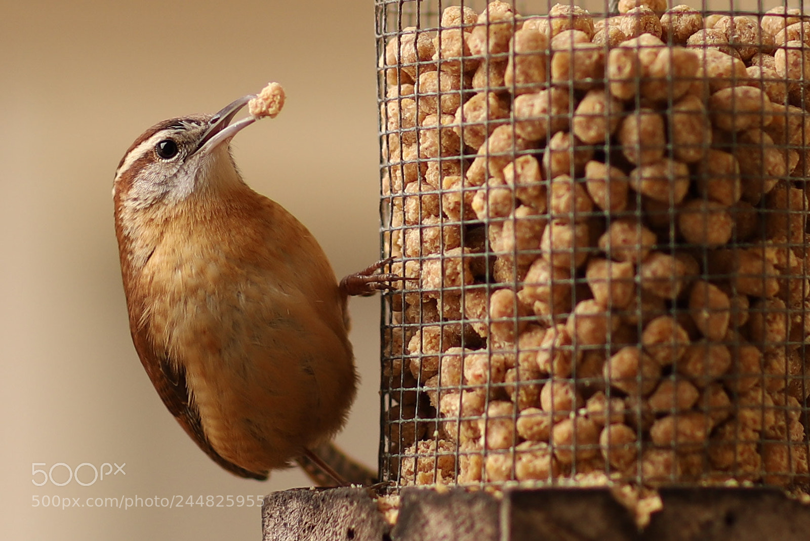 Canon EOS 6D Mark II sample photo. Carolina wren photography