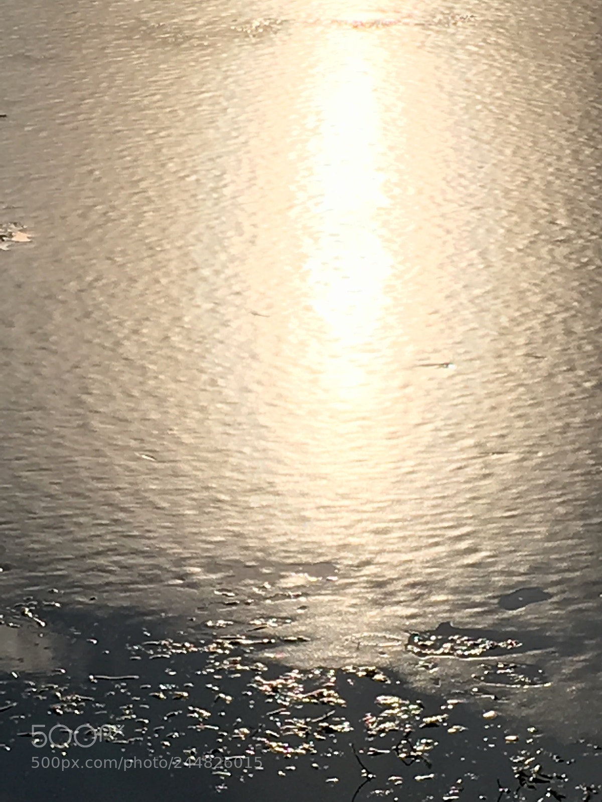 Apple iPhone SE sample photo. In deep water.... photography