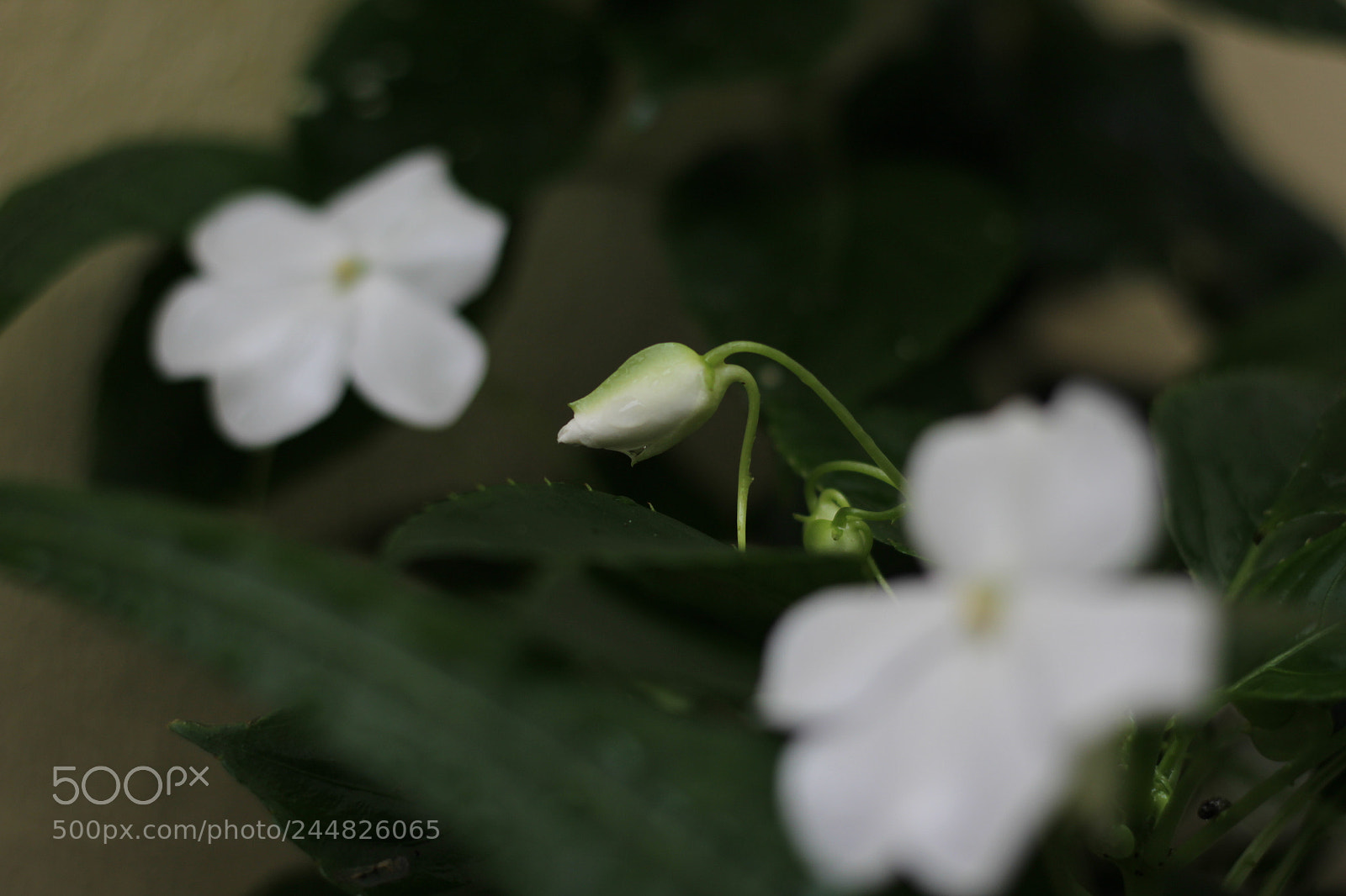 Canon EOS 1200D (EOS Rebel T5 / EOS Kiss X70 / EOS Hi) sample photo. Untitled photography