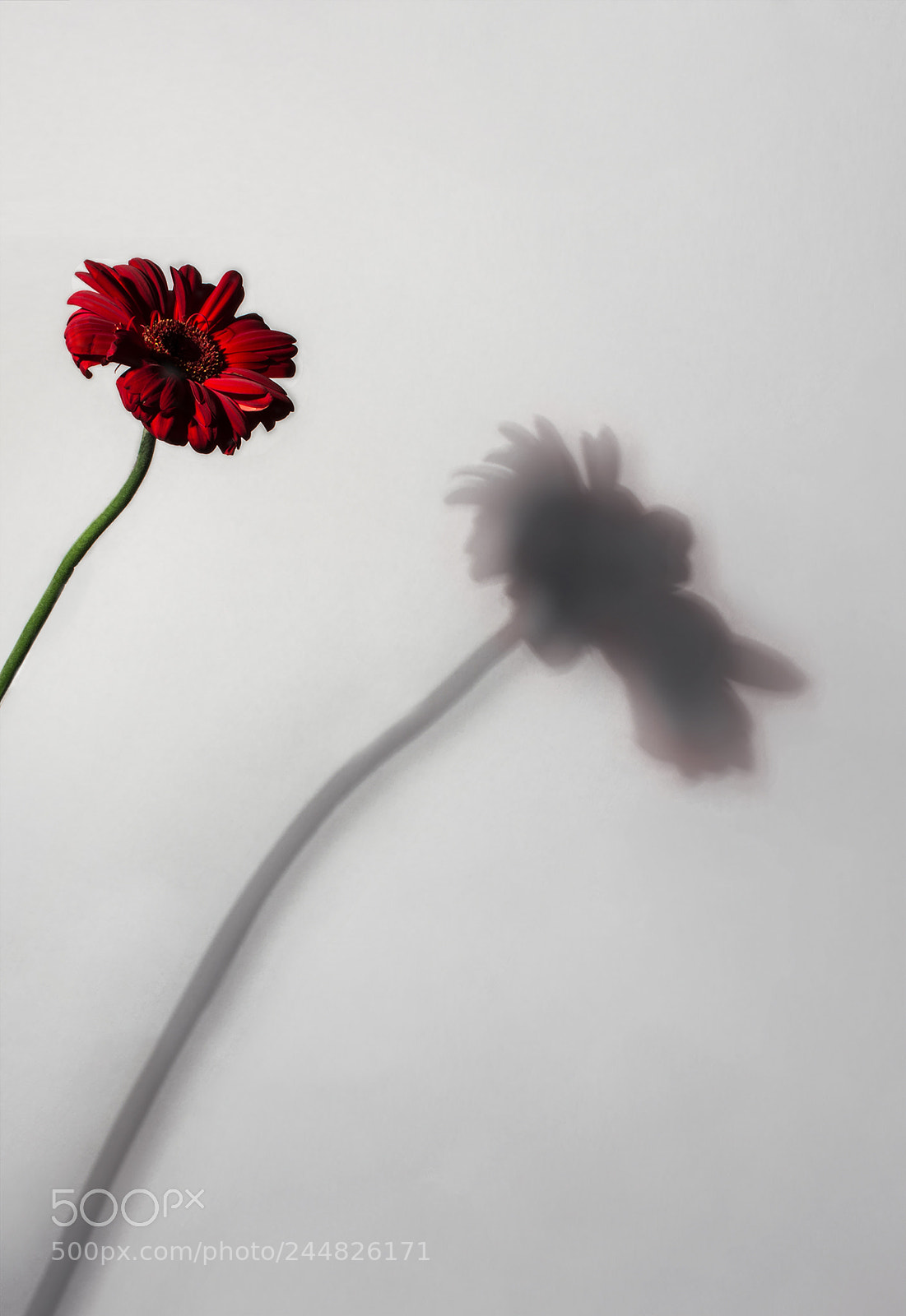 Nikon D7200 sample photo. Shadow of a gerbera photography