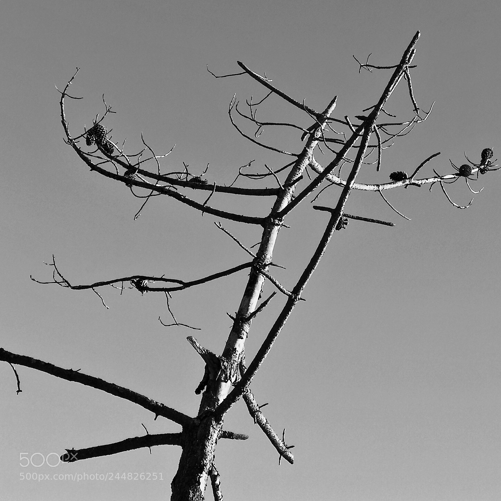 HUAWEI P10 sample photo. Tree photography