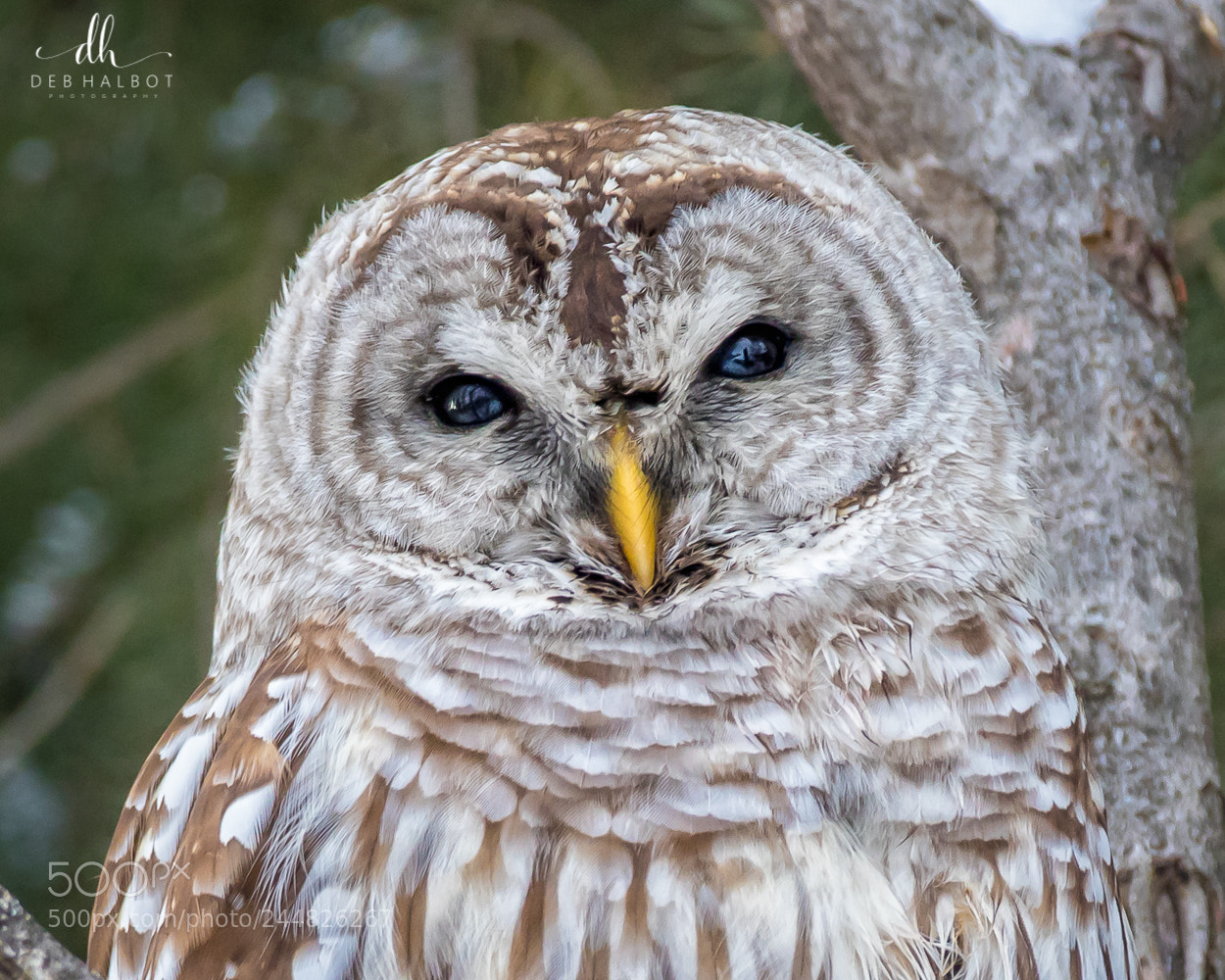 Canon EOS 7D Mark II sample photo. Wise one photography