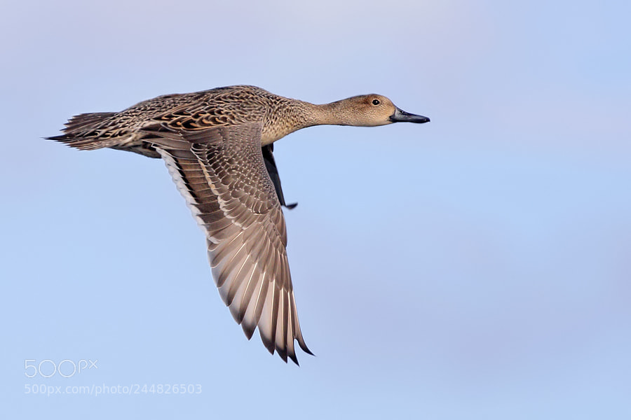 Canon EOS 7D Mark II sample photo. Pintail photography