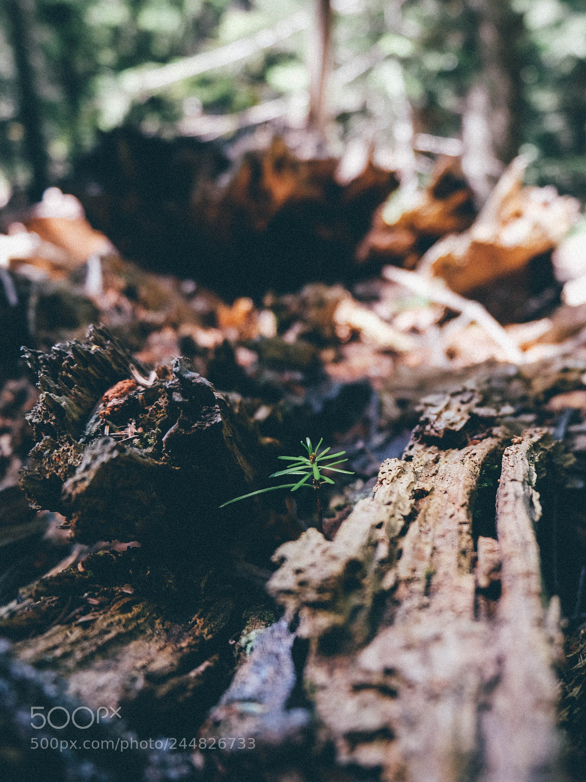 Fujifilm X-M1 sample photo. Le mont cenis photography
