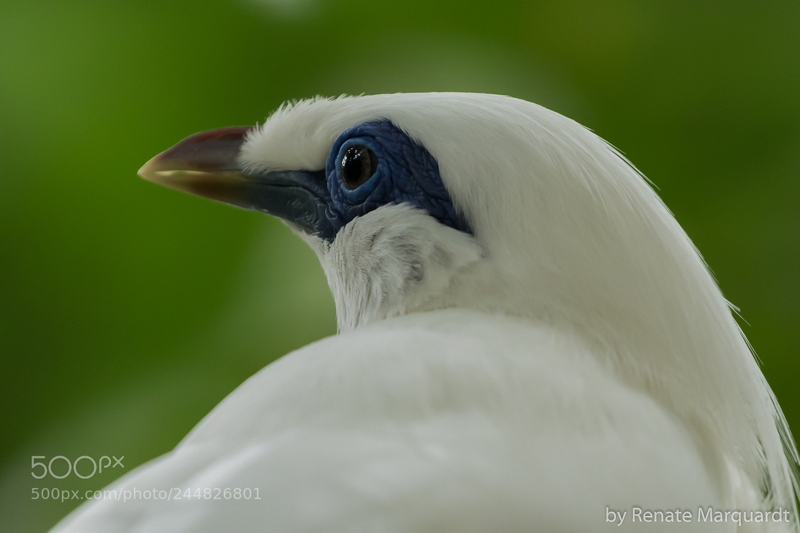 Canon EOS 7D Mark II sample photo. Balistar (leucopsar rothschildi) photography